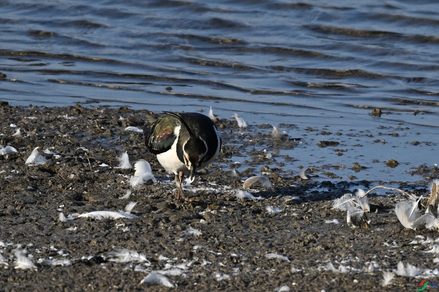 DSC_8611.JPG