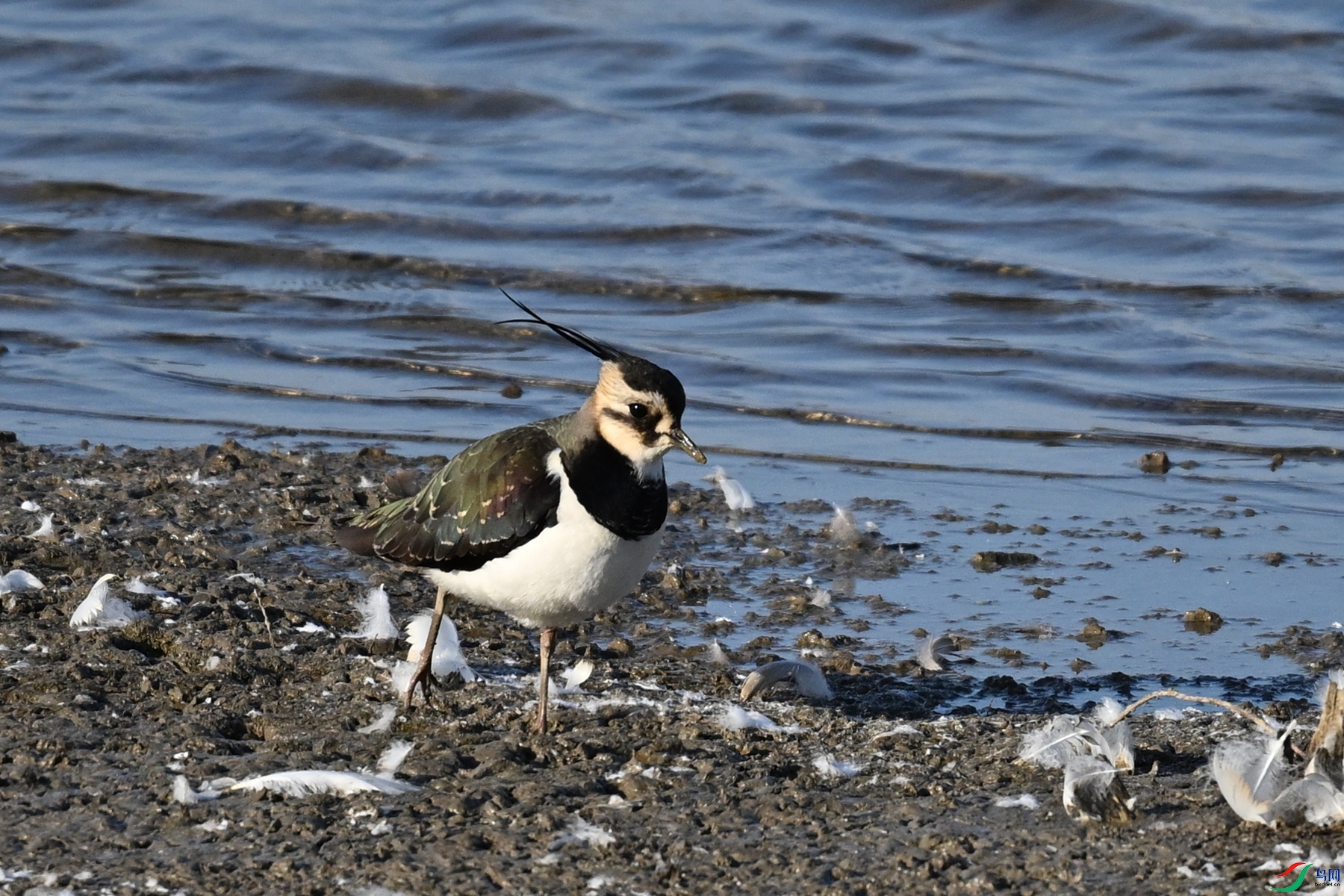 DSC_8606.JPG