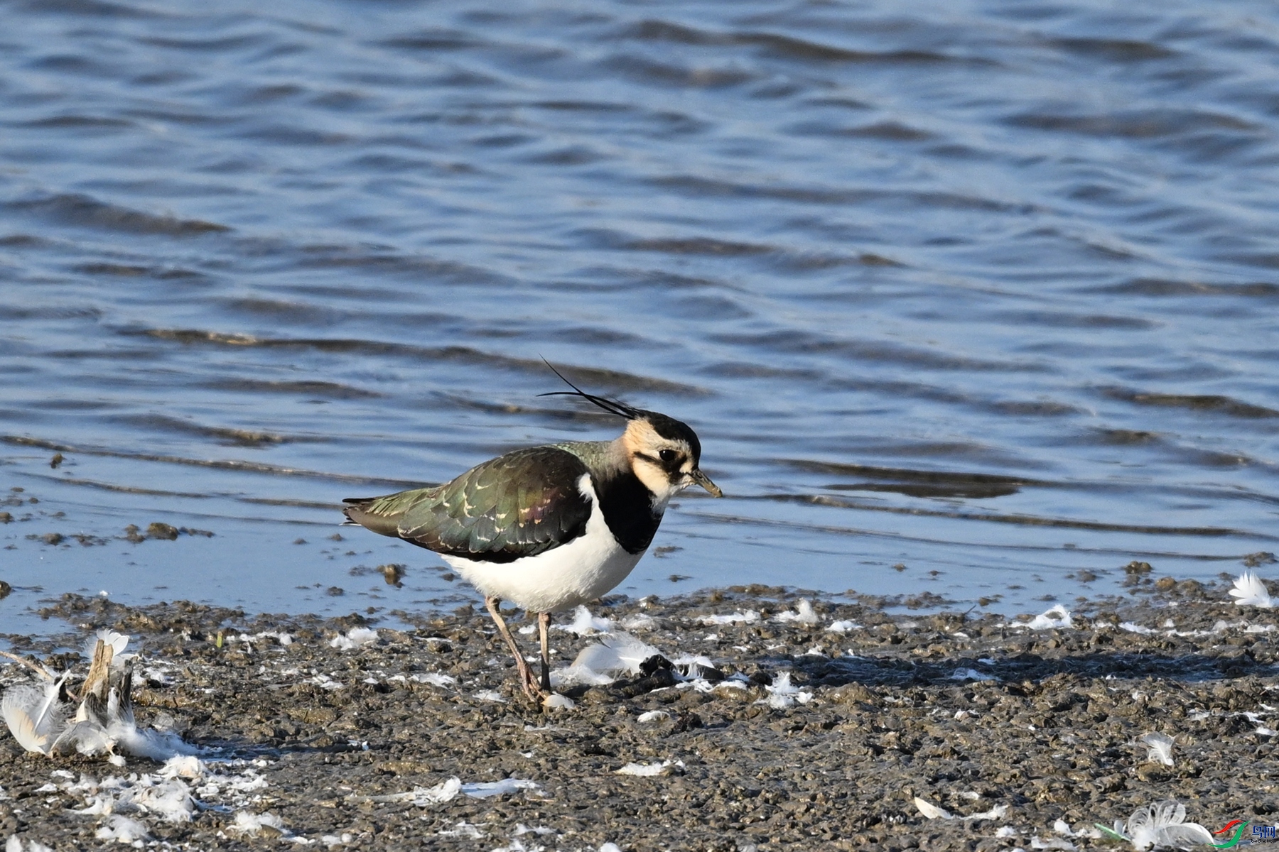 DSC_8618.JPG