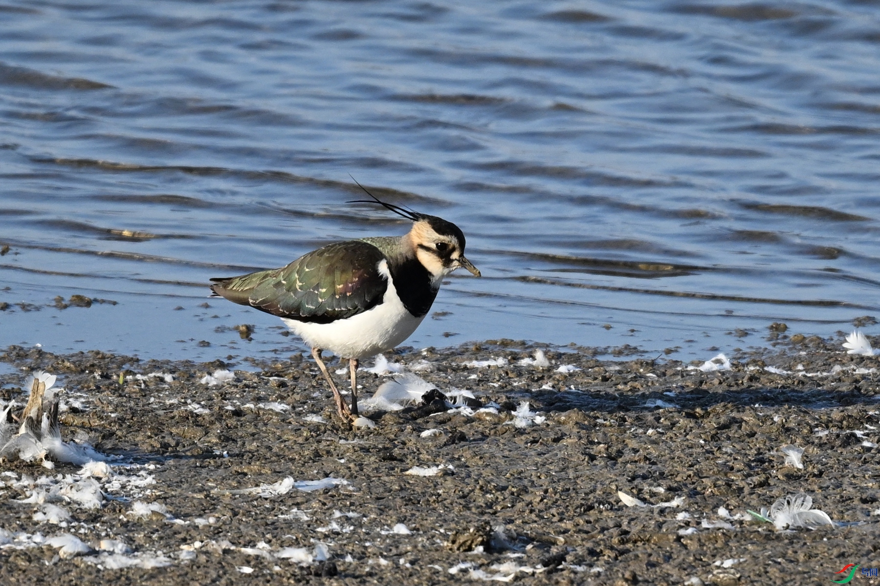 DSC_8619.JPG