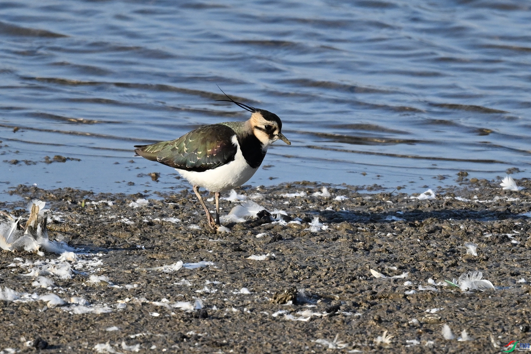 DSC_8620.JPG