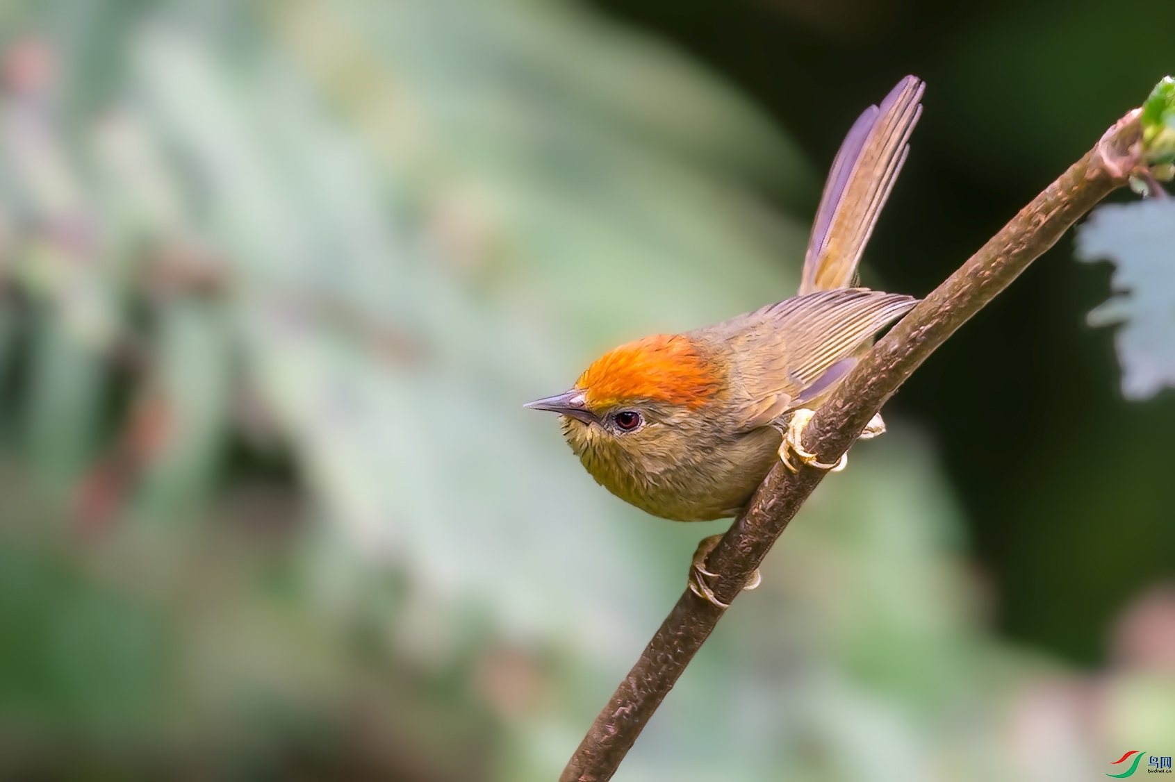 DSC_4267.jpg