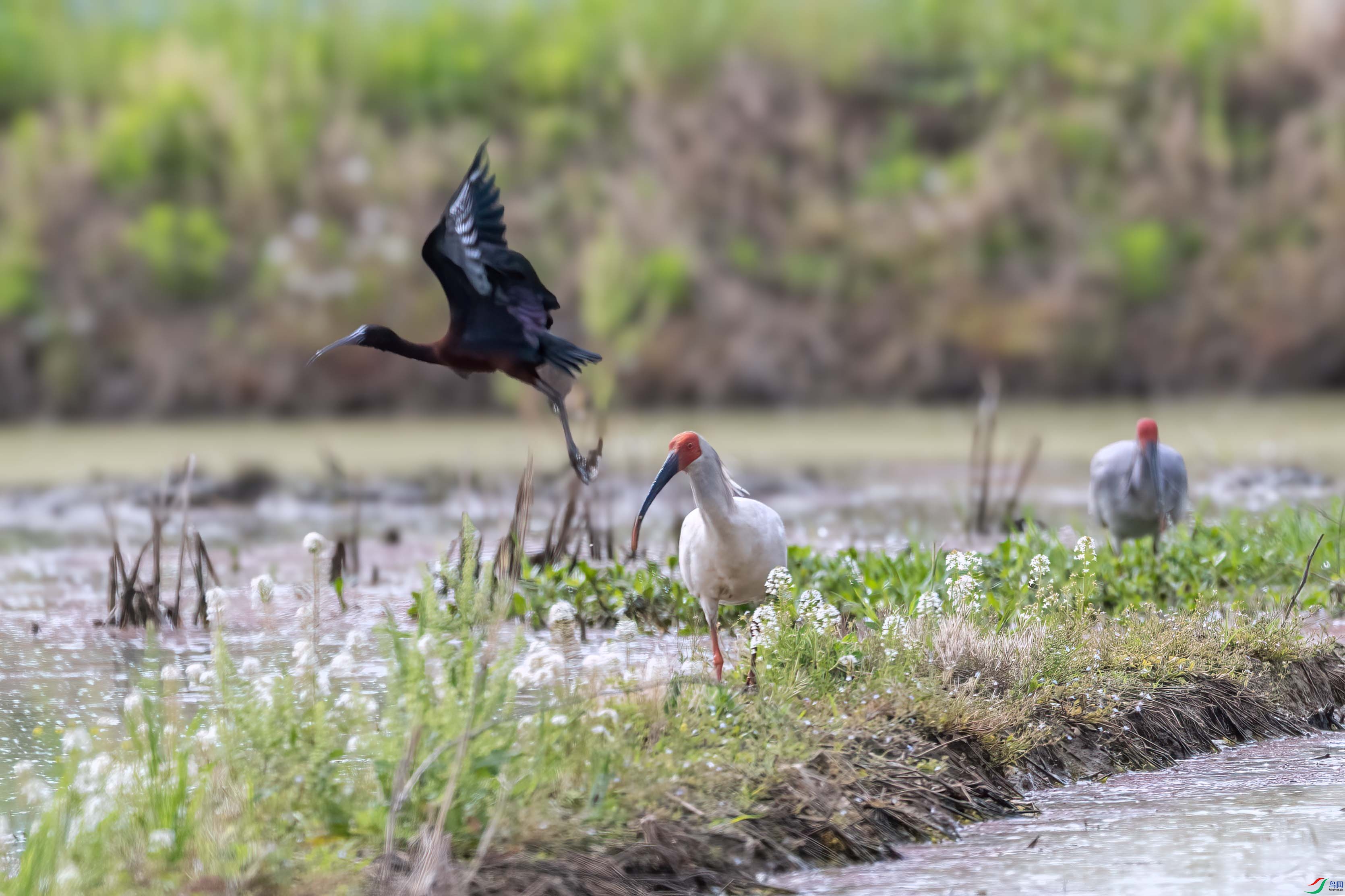 DSC_4028 ����.jpg