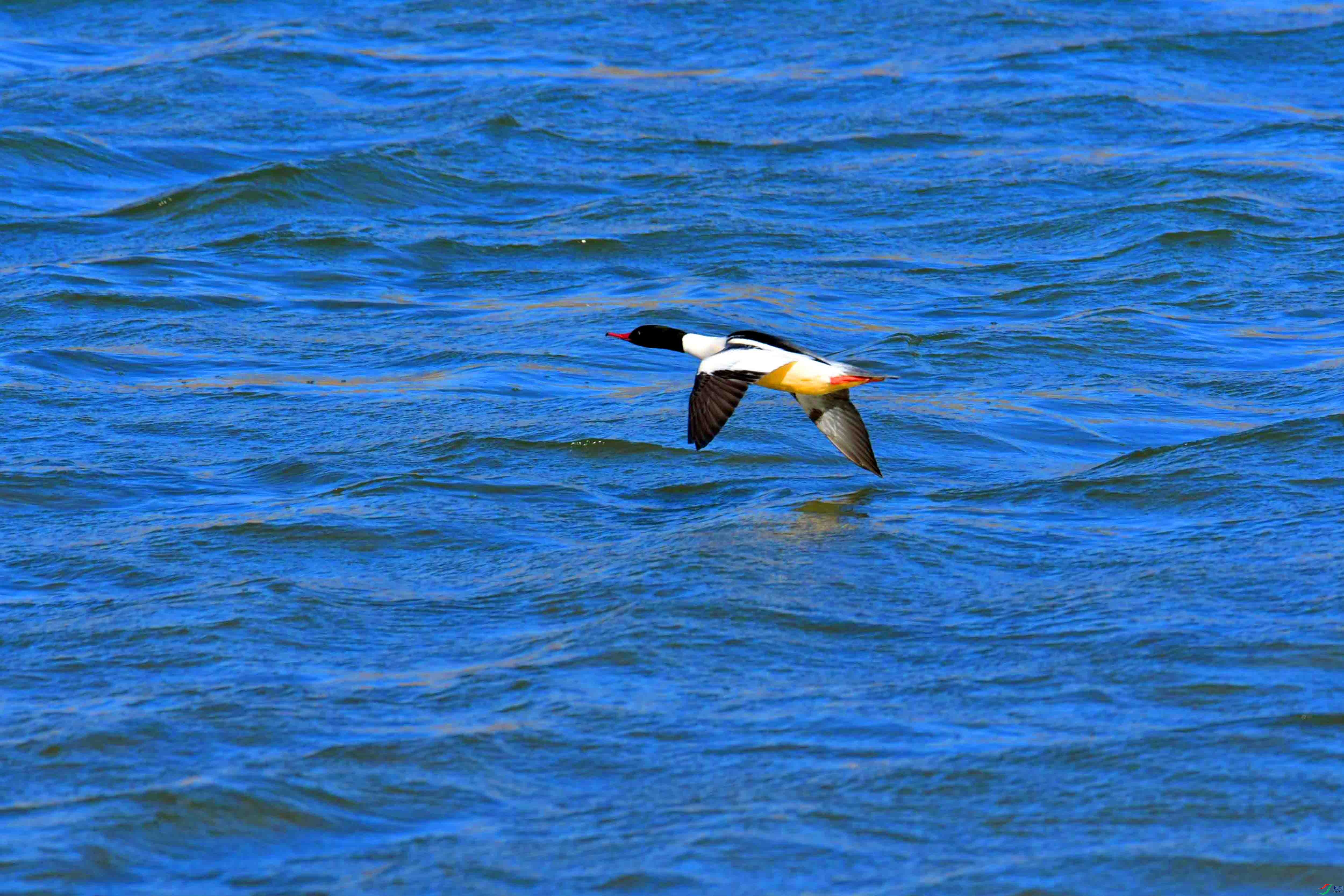 DSC_0481.JPG