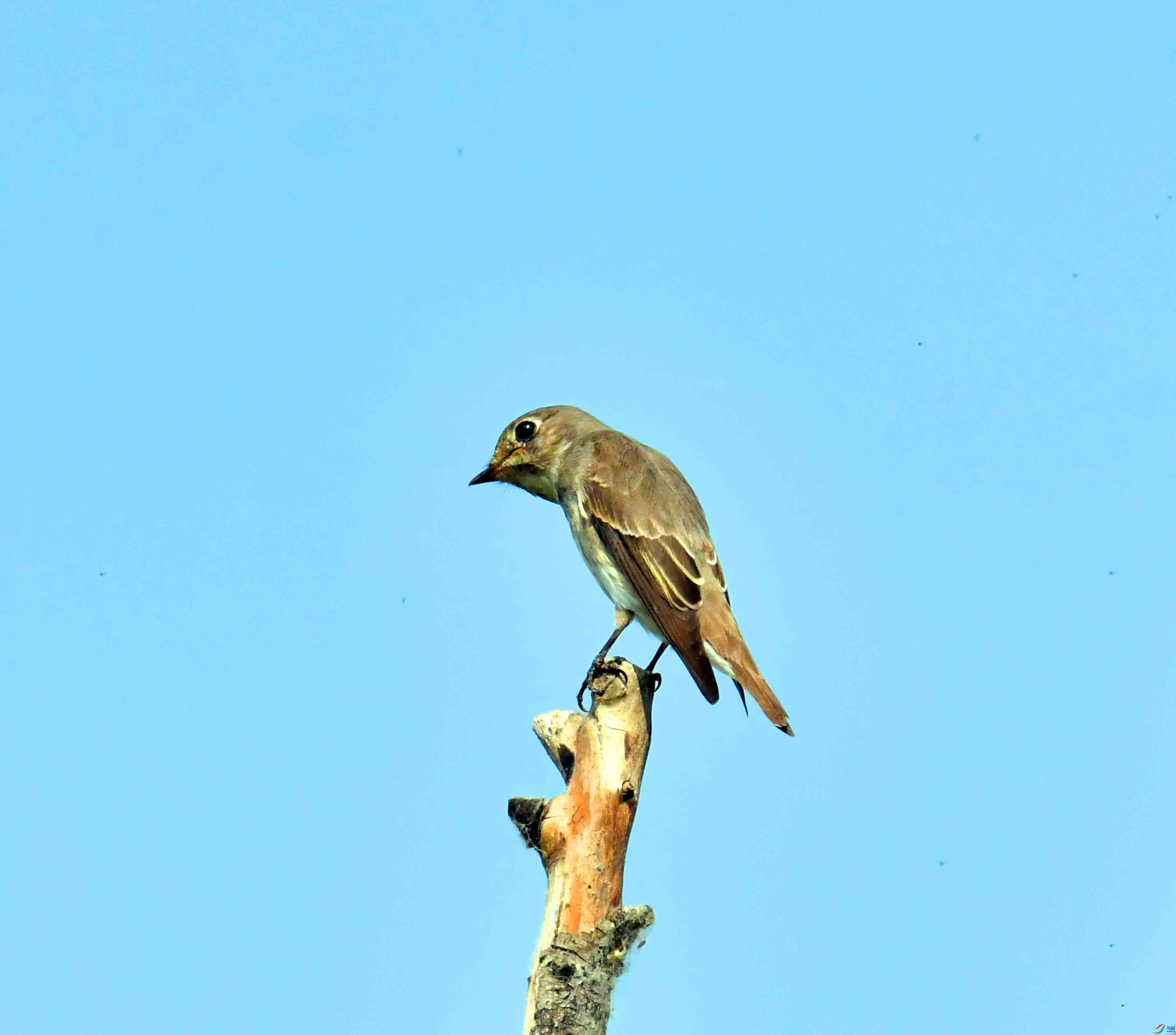 DSC_2069.JPG