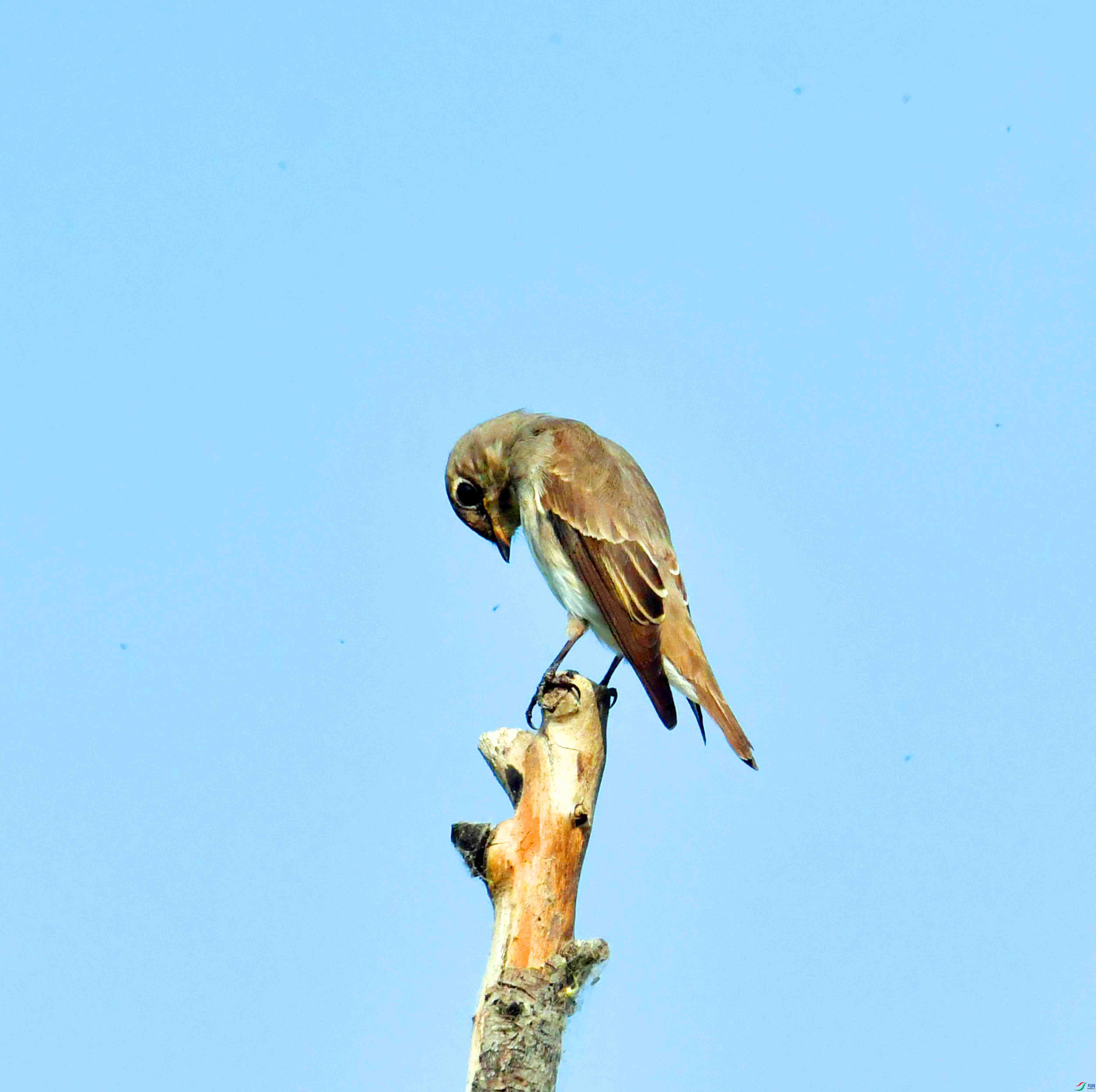 DSC_2068.JPG