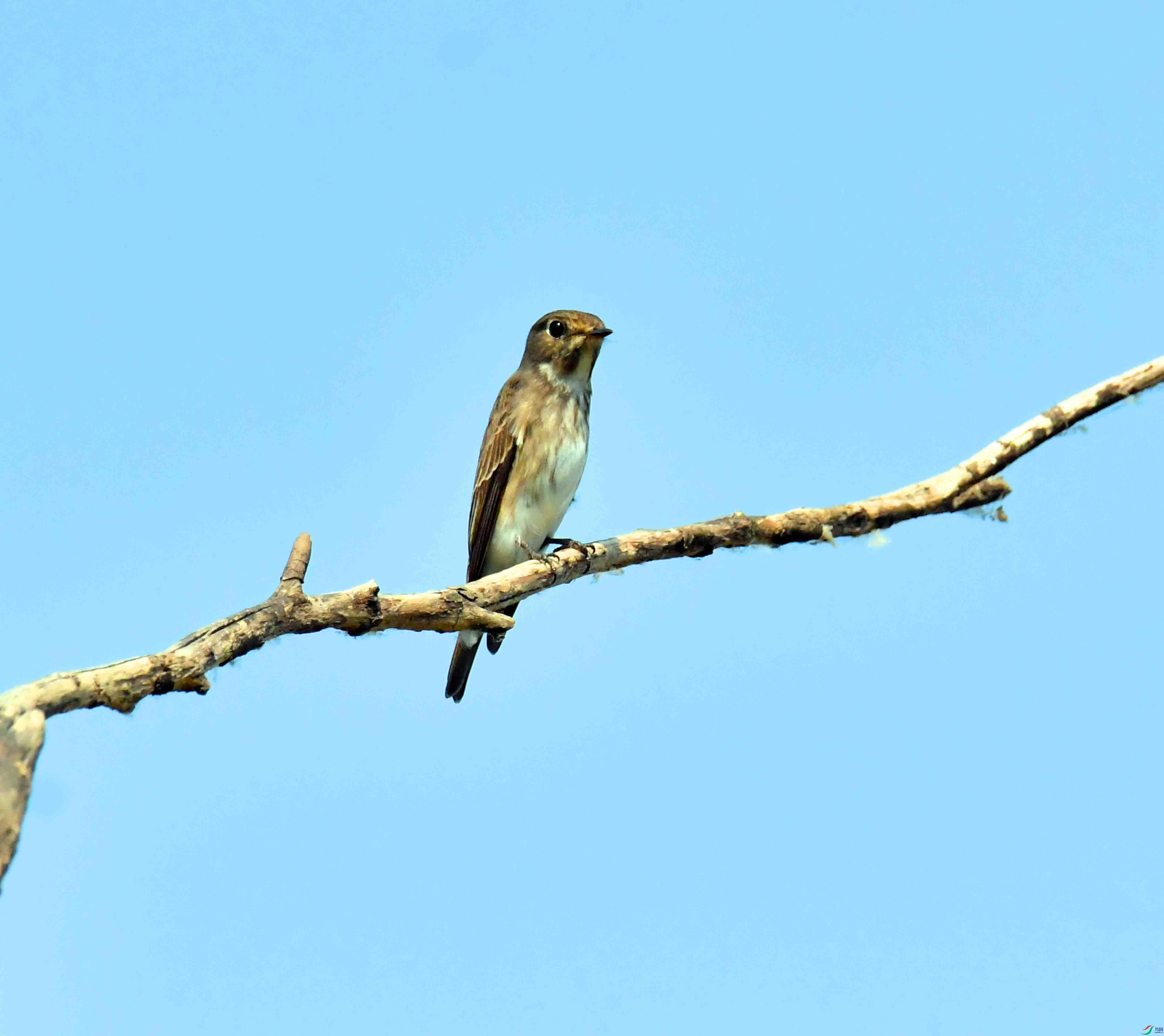 DSC_2089.JPG