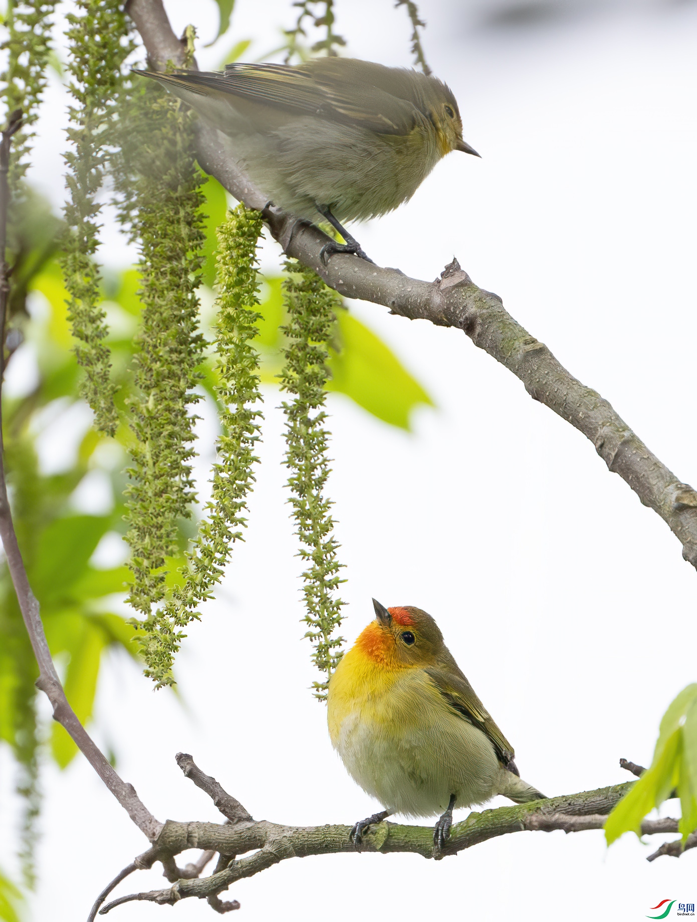 DSC_9594-����ǿ-NR ����.jpg