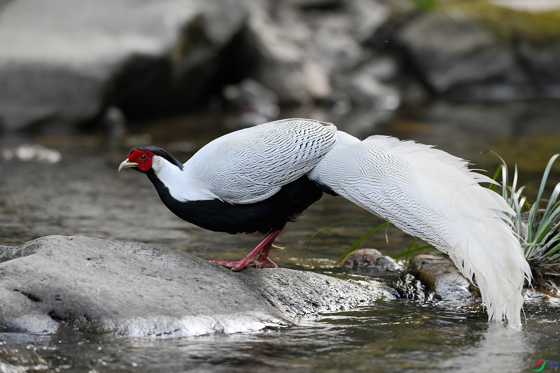 DSC_9612.jpg