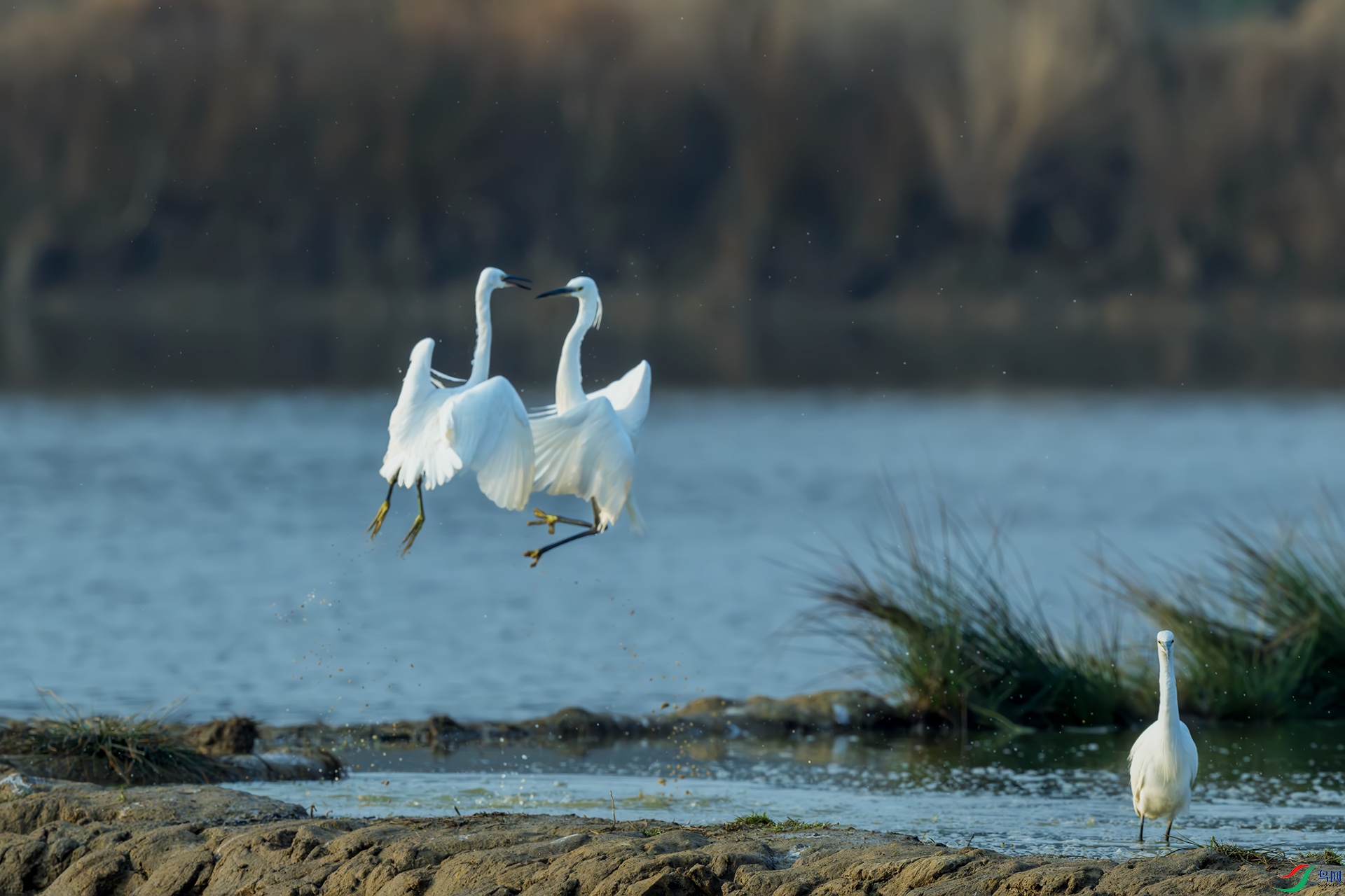 С���ء��趷��