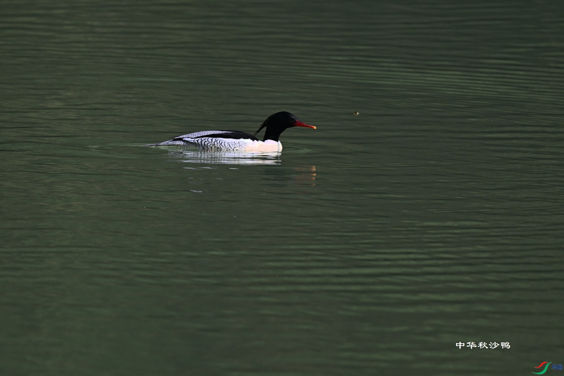 DSC_7265.JPG