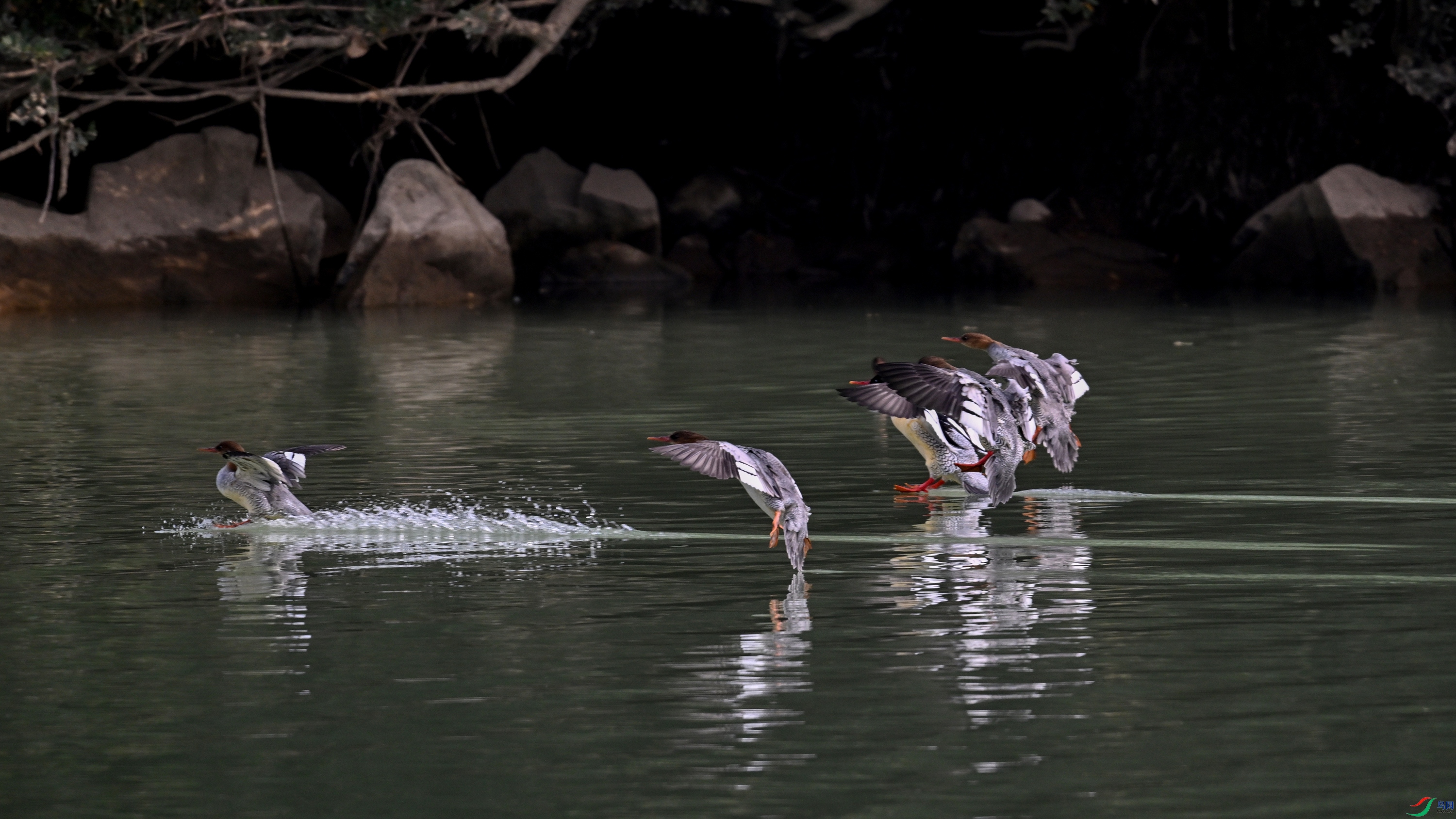 DSC_6956.JPG