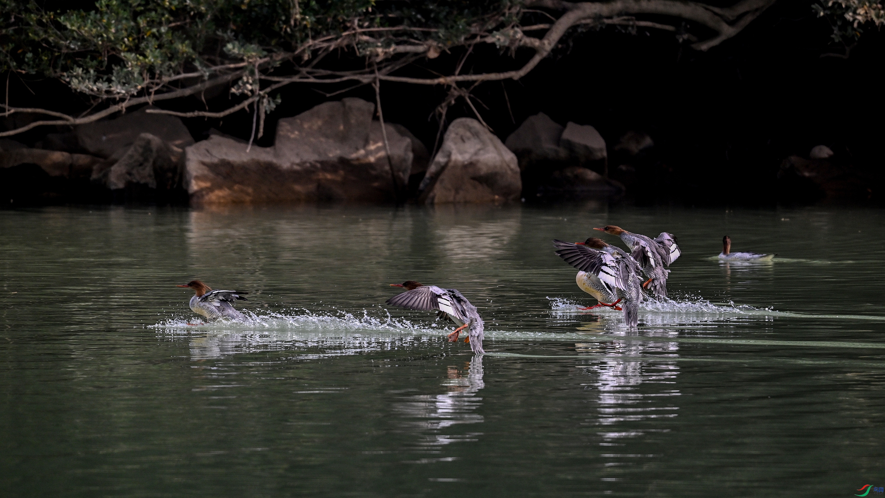 DSC_6958.JPG