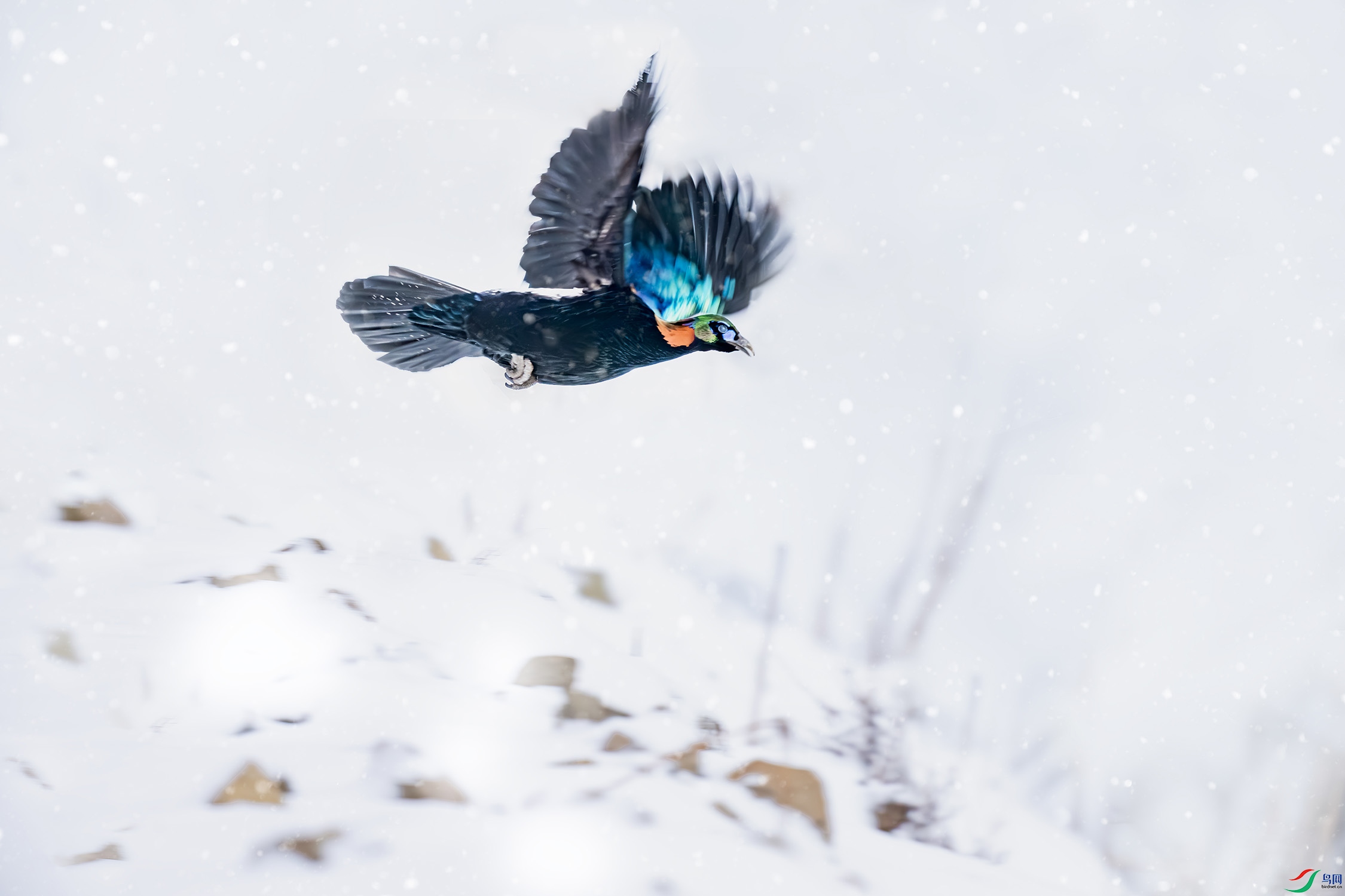 DSC_7429-x.jpg