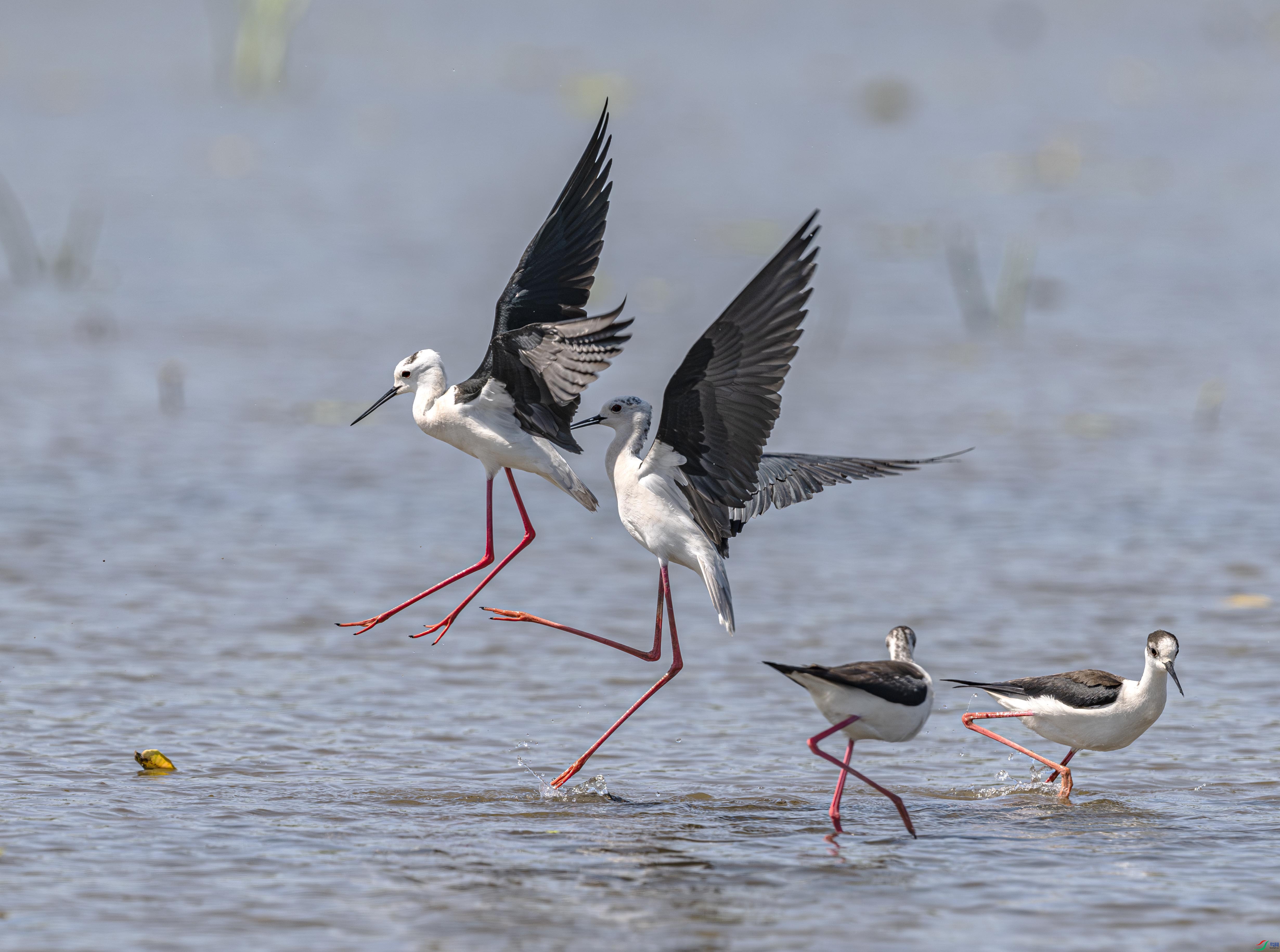 DSC_0243-����ǿ-NR ����.jpg