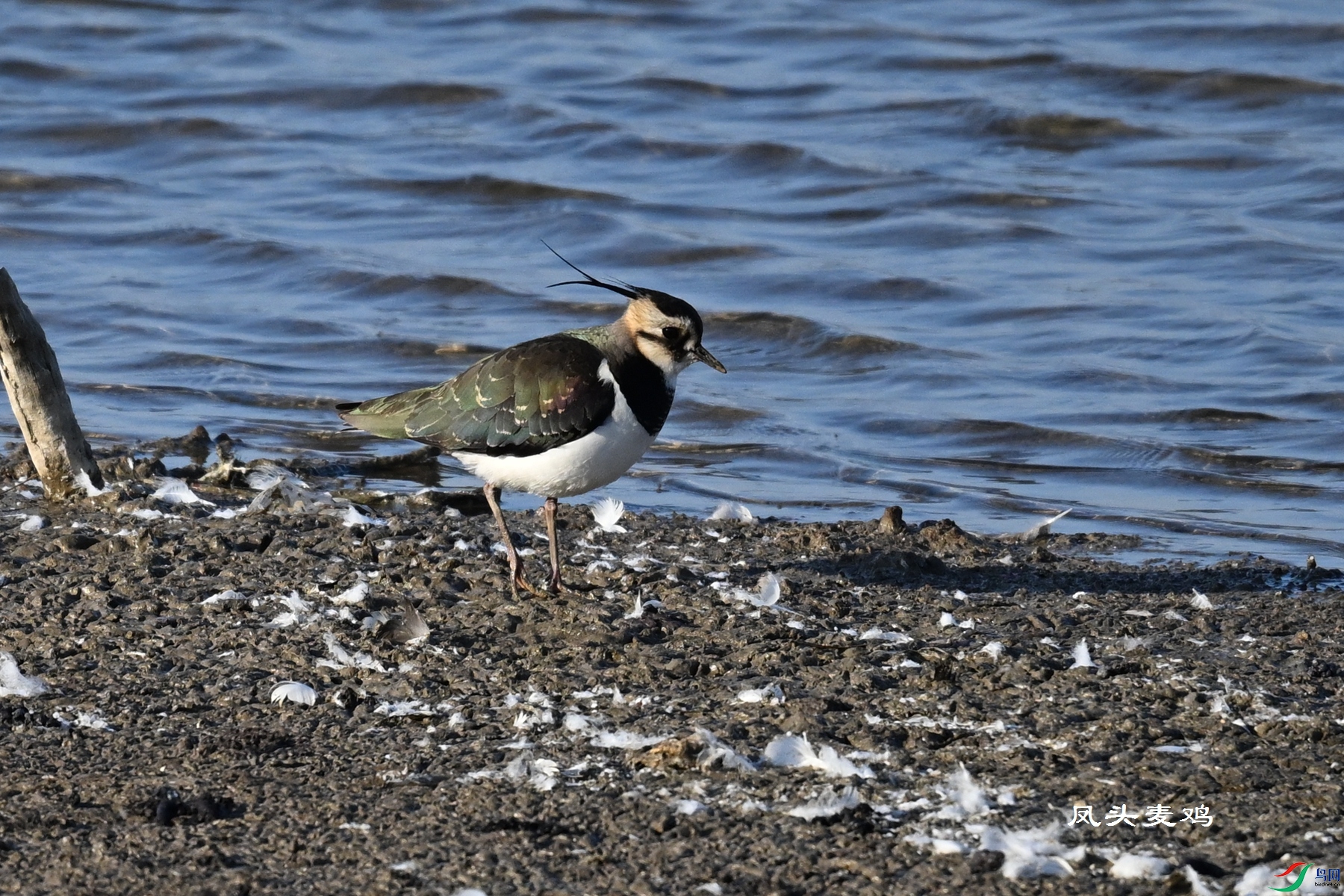 DSC_8583.JPG