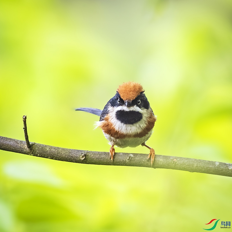 _L4I5550-����ǿ-NR��ͷ��βɽȸ-ŭ����� ����.jpg