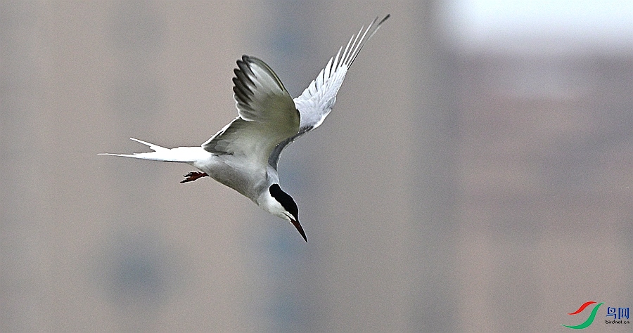 DSC_0003.JPG