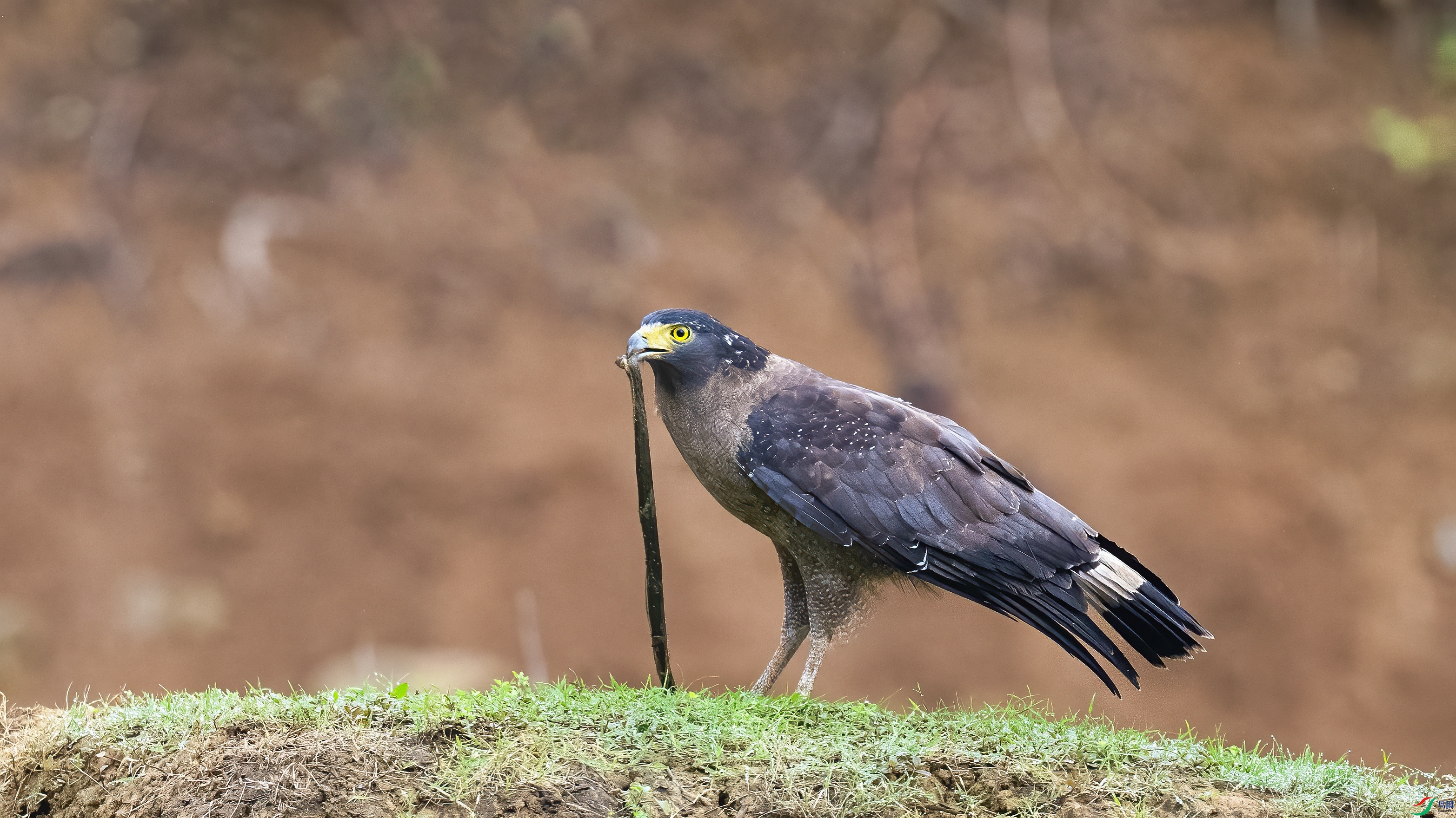 DSC_3137.jpg