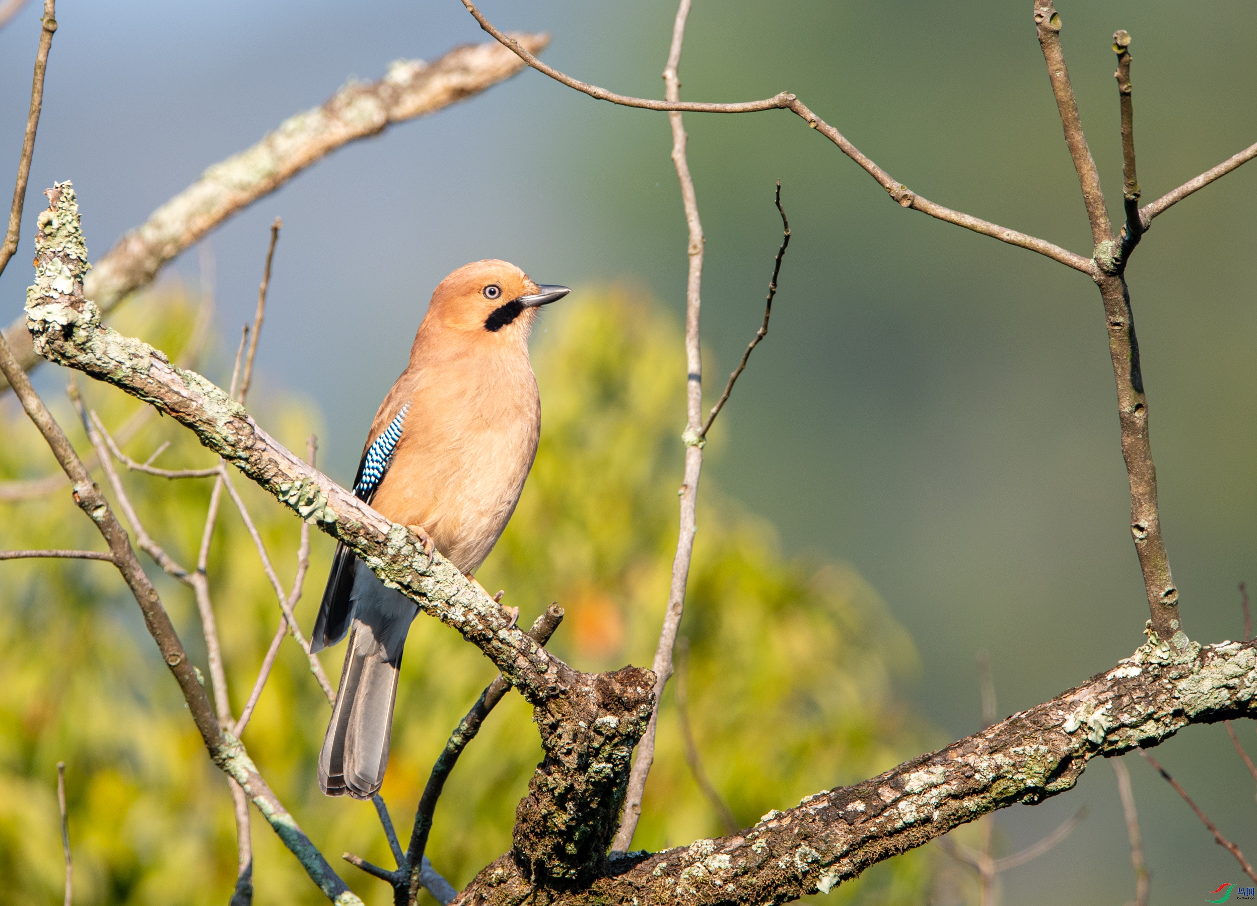 DSC_3838��ѻ.JPG
