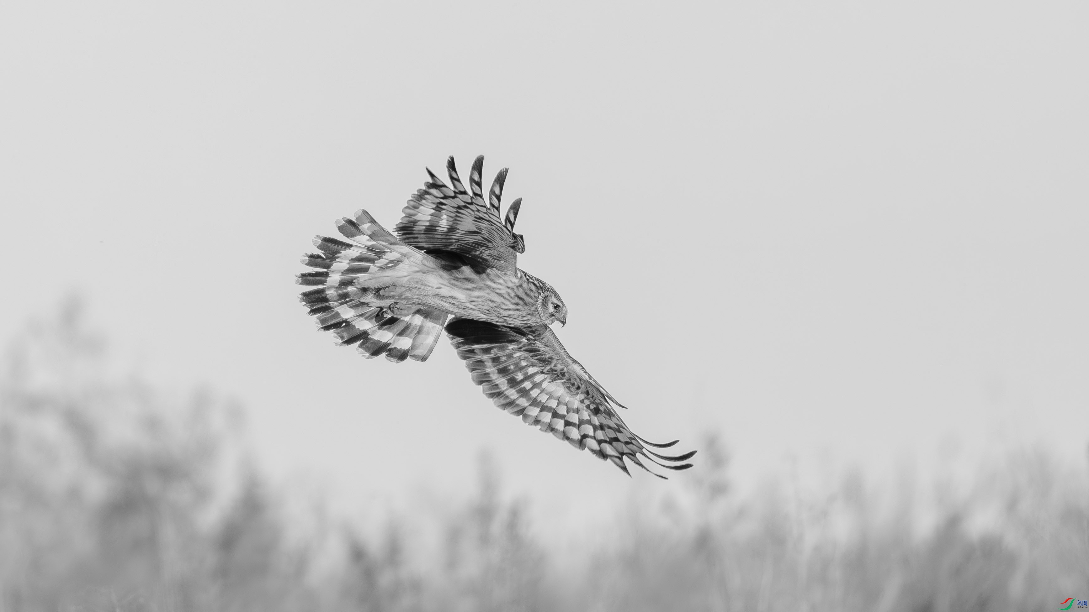 DSC05126-h.jpg