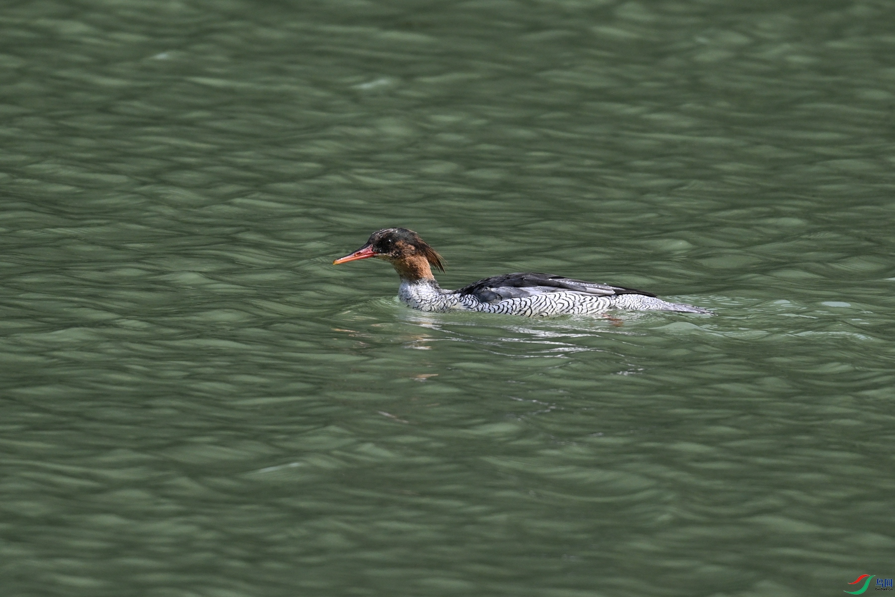 DSC_7309.JPG