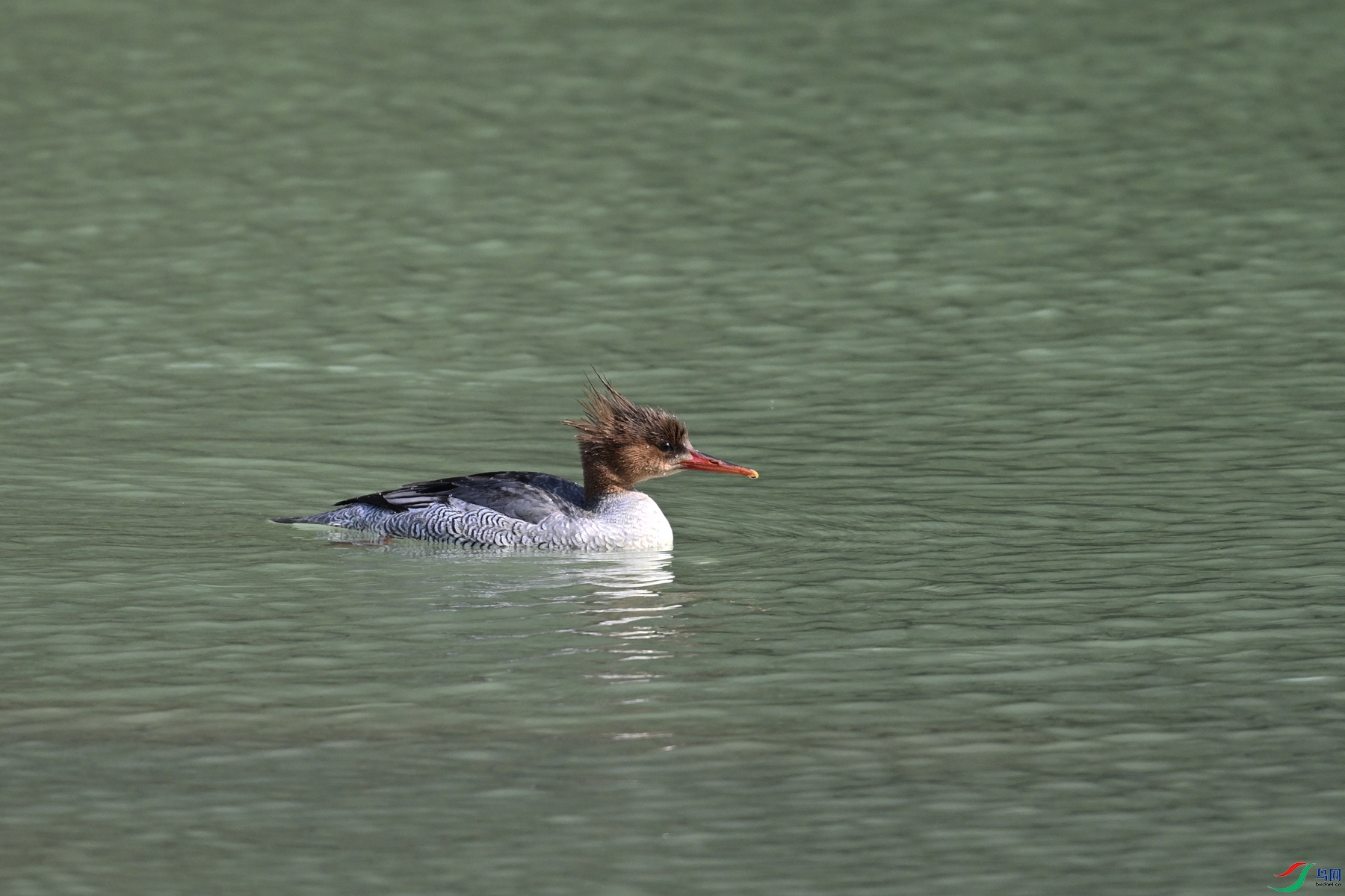 DSC_7290.JPG