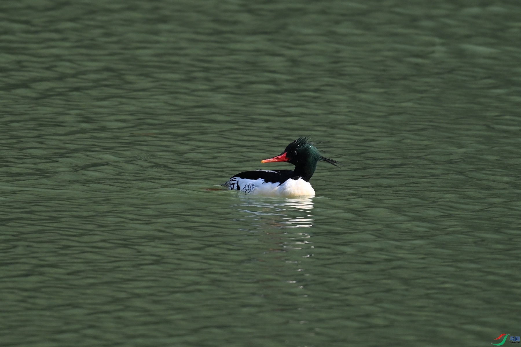 DSC_7320.JPG