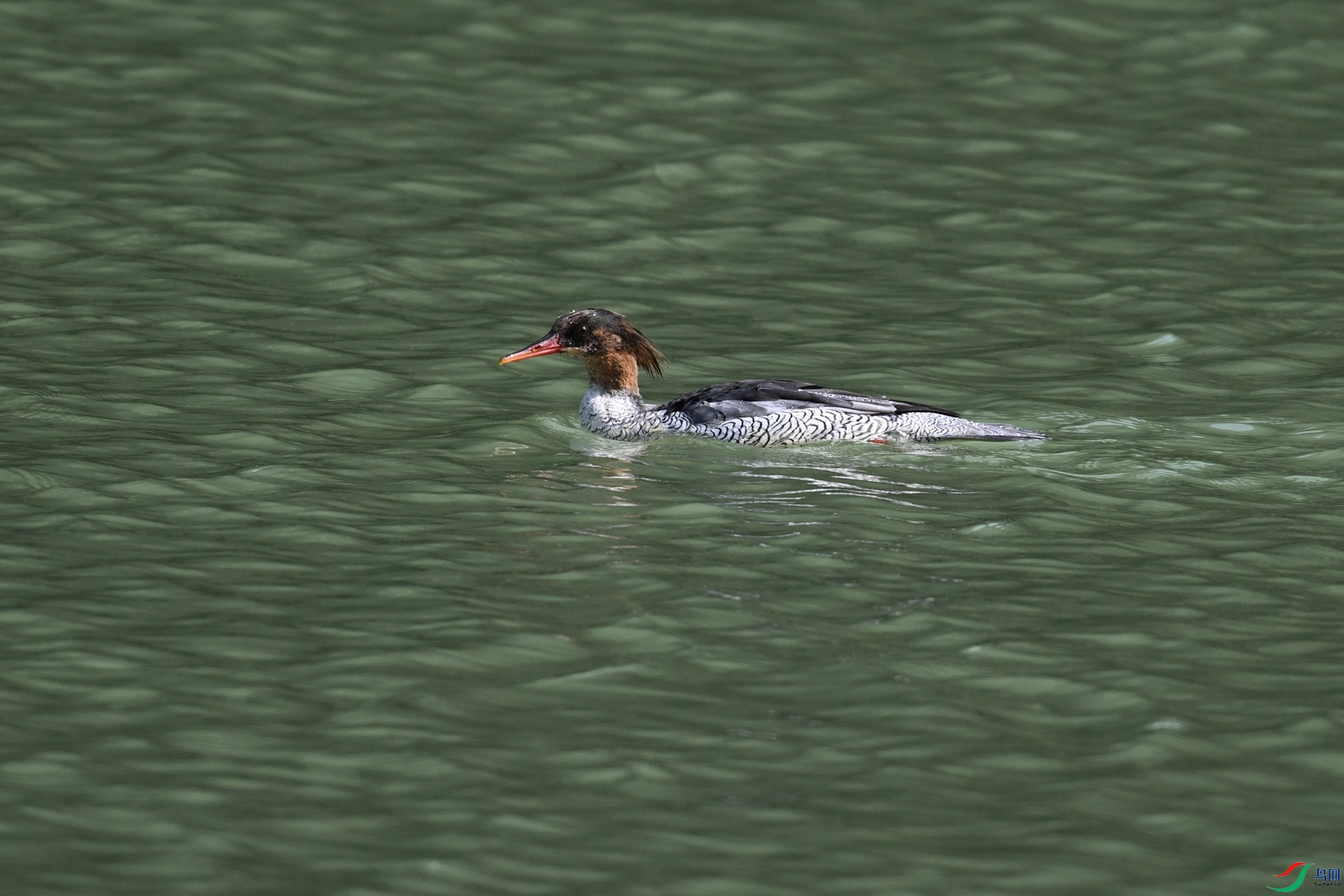 DSC_7312.JPG