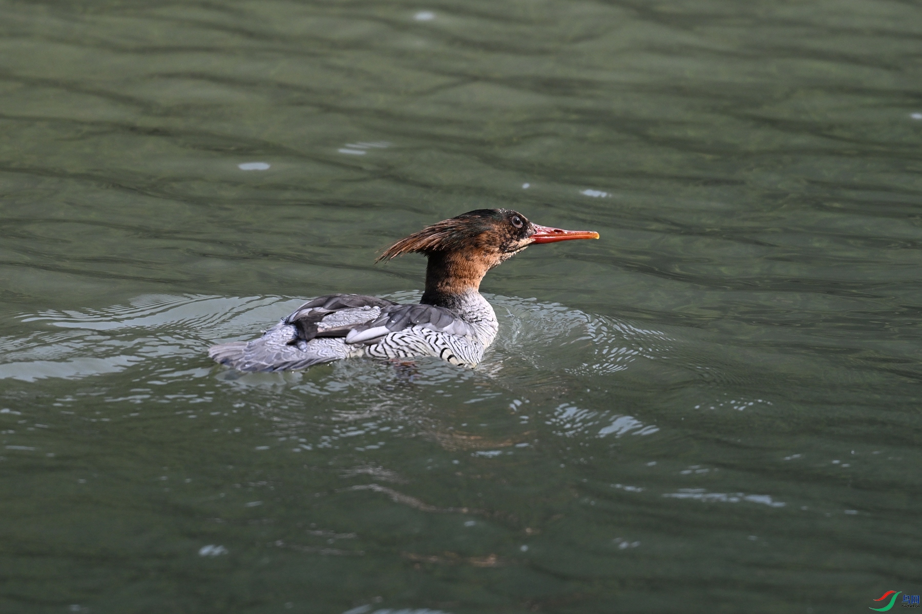 DSC_7330.JPG