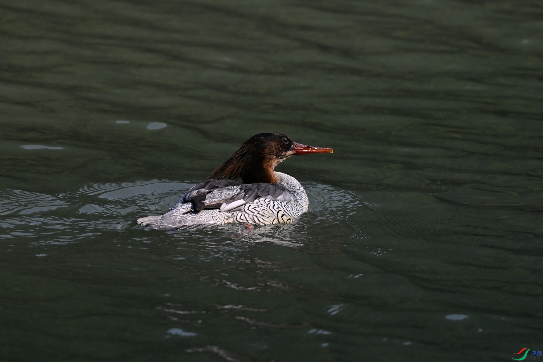 DSC_7332.JPG