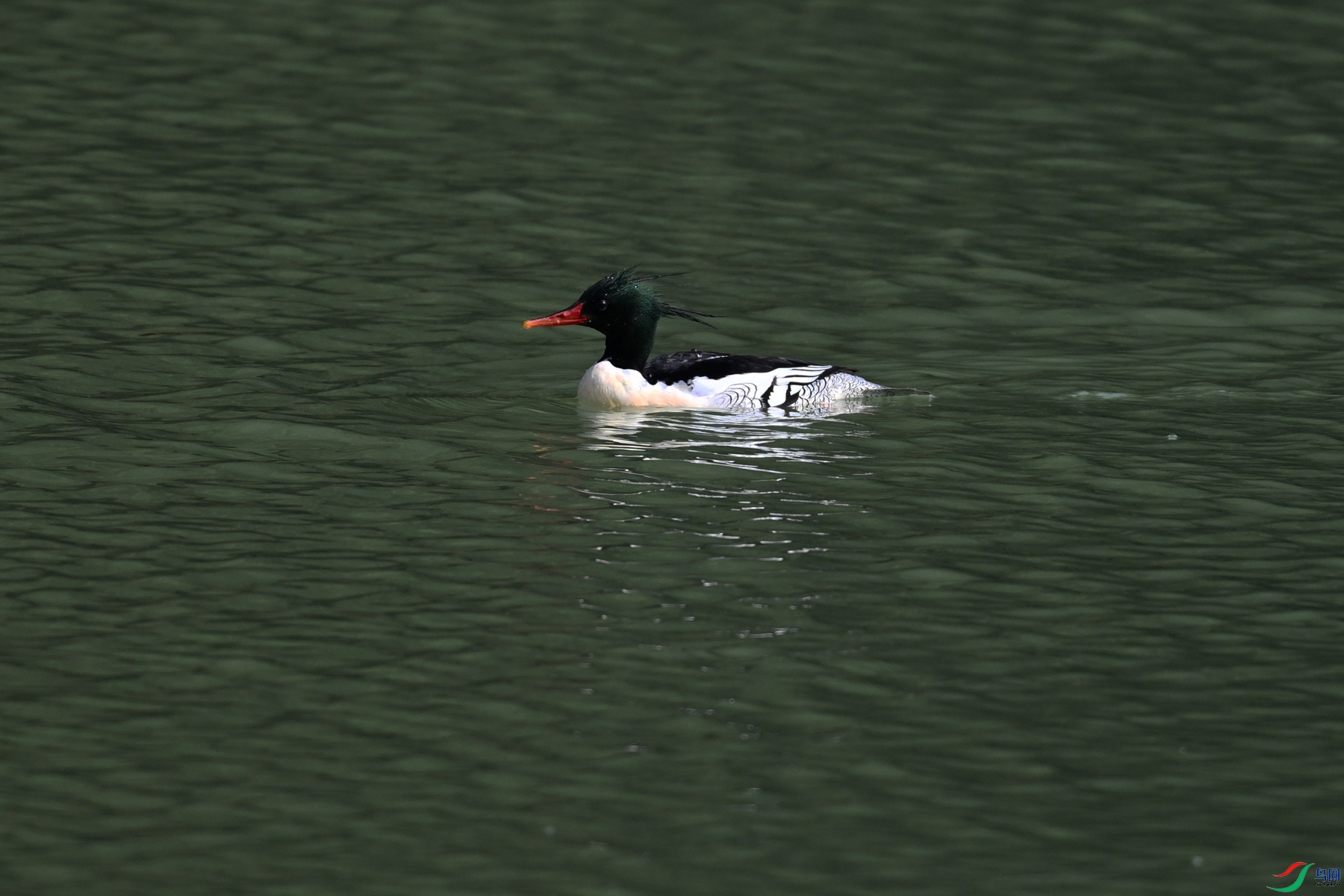 DSC_7318.JPG