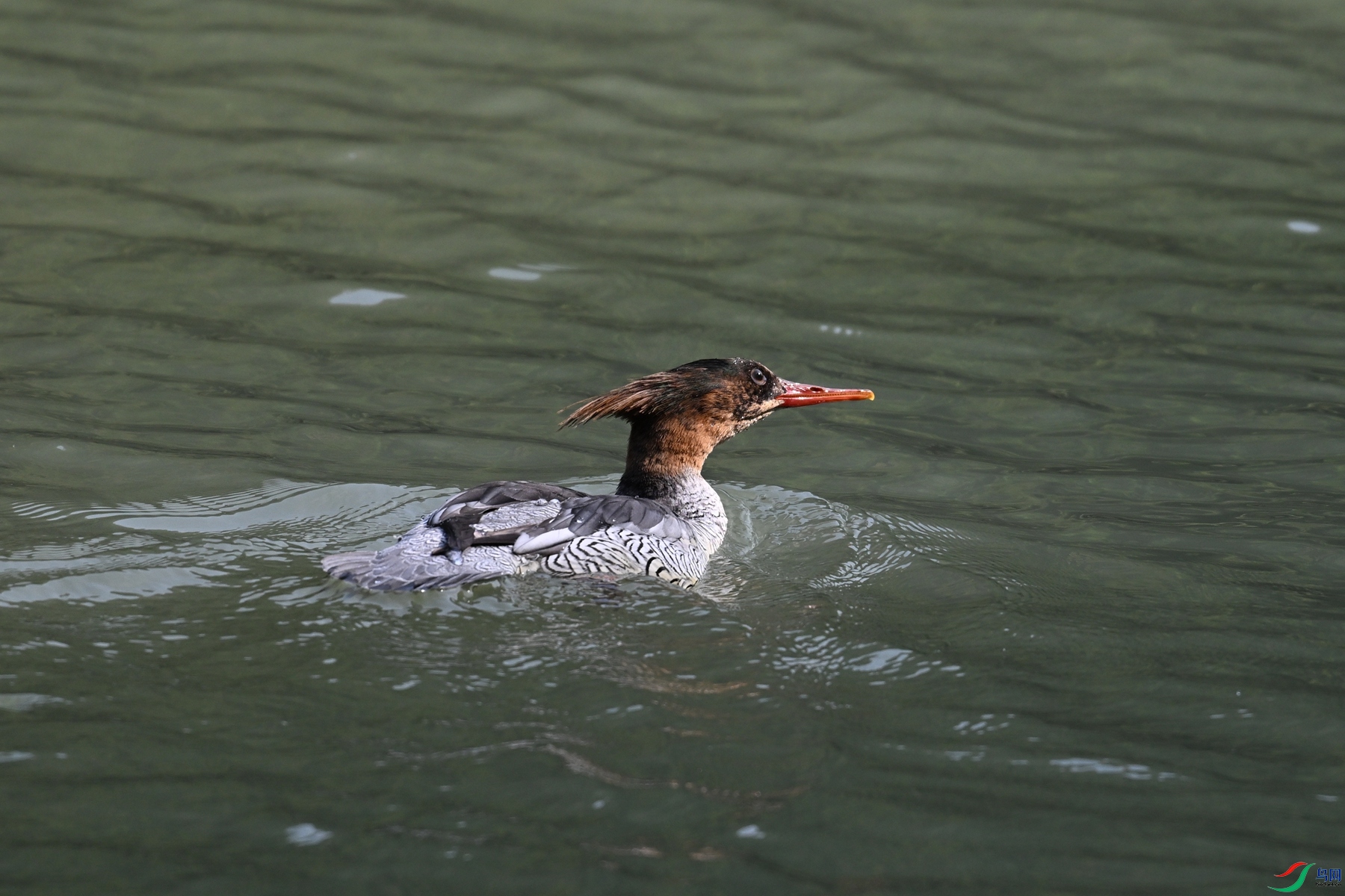 DSC_7329.JPG