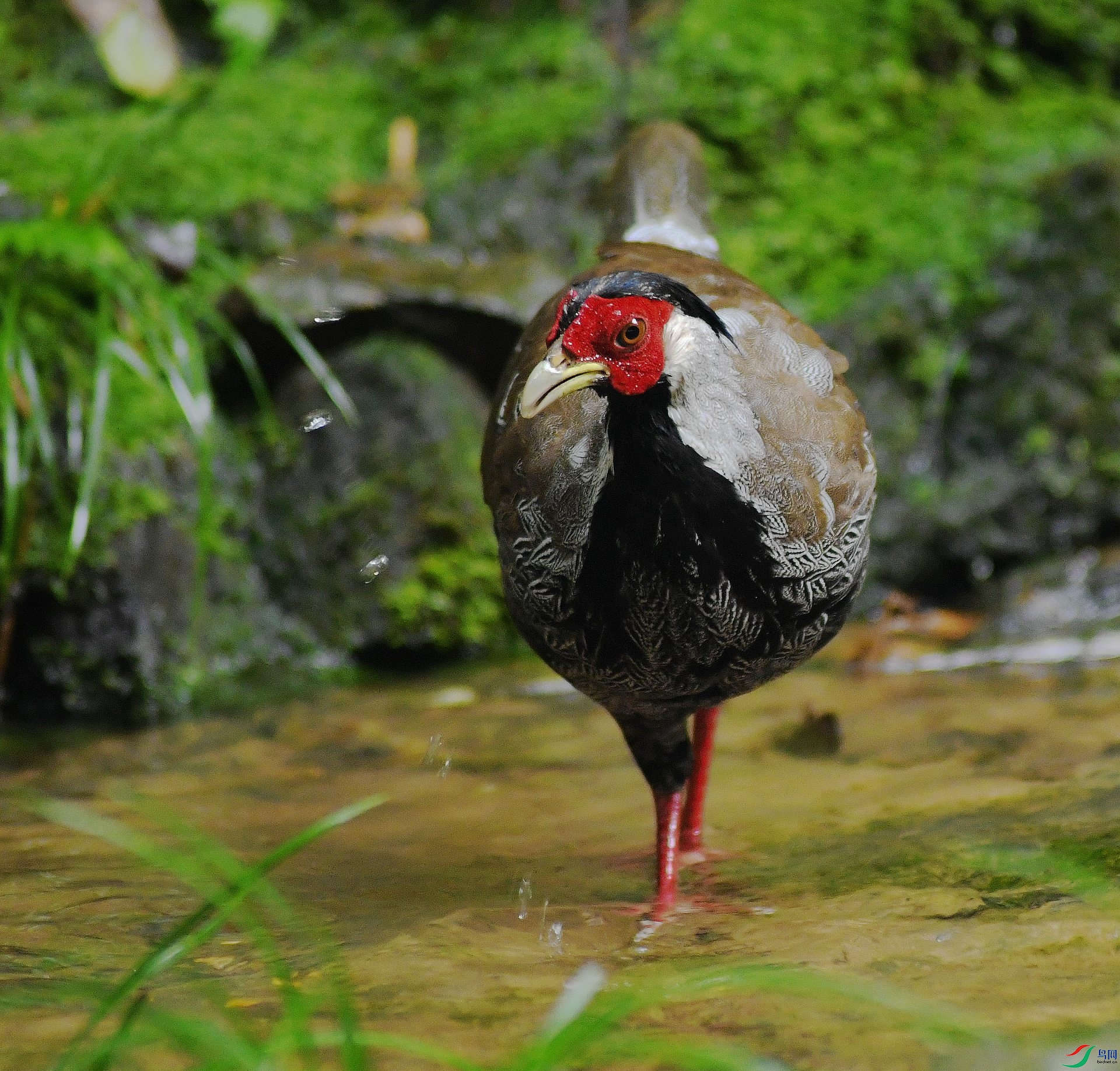 DSC_6533.jpg