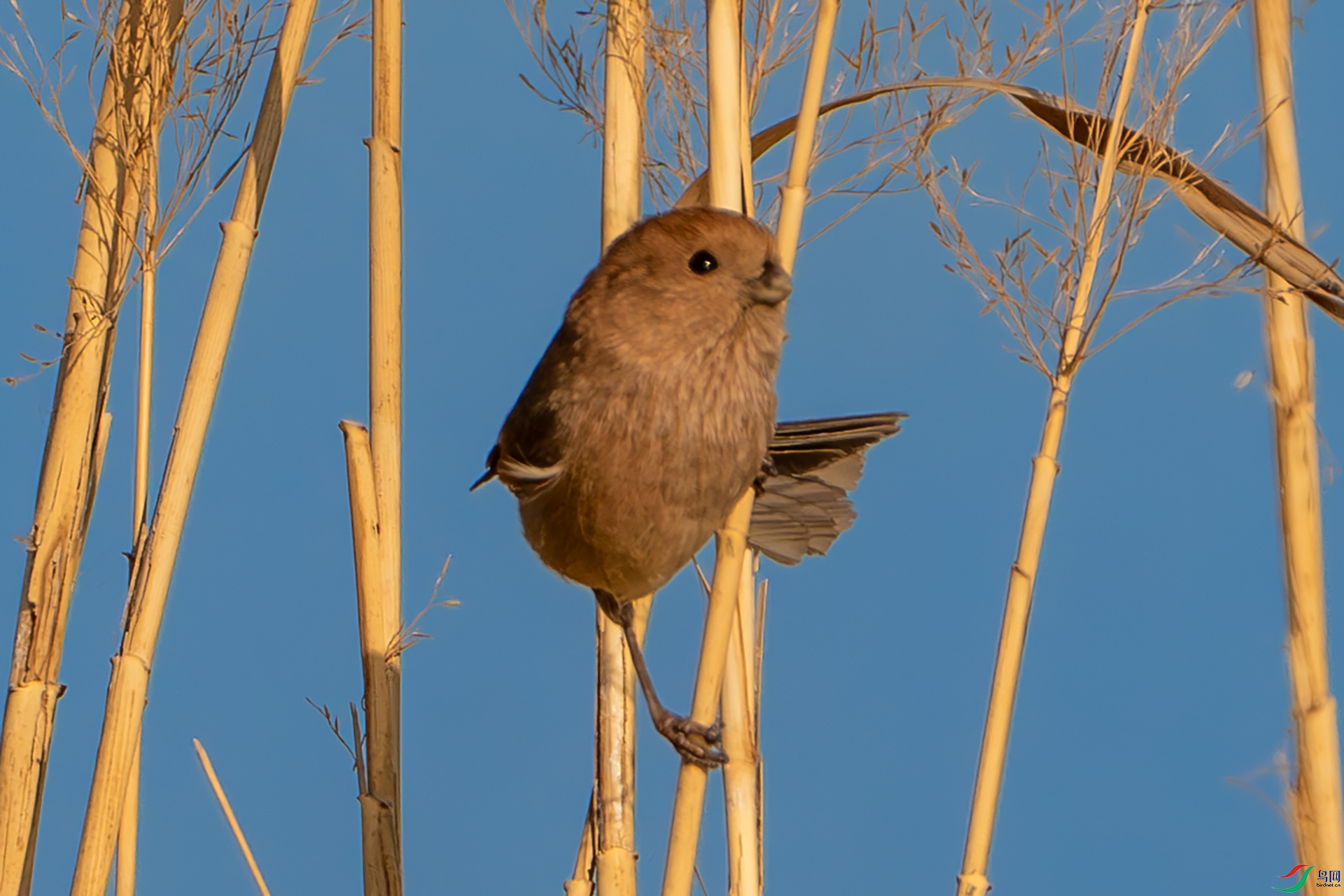 DSC09399-����ǿ-NR ����.jpg