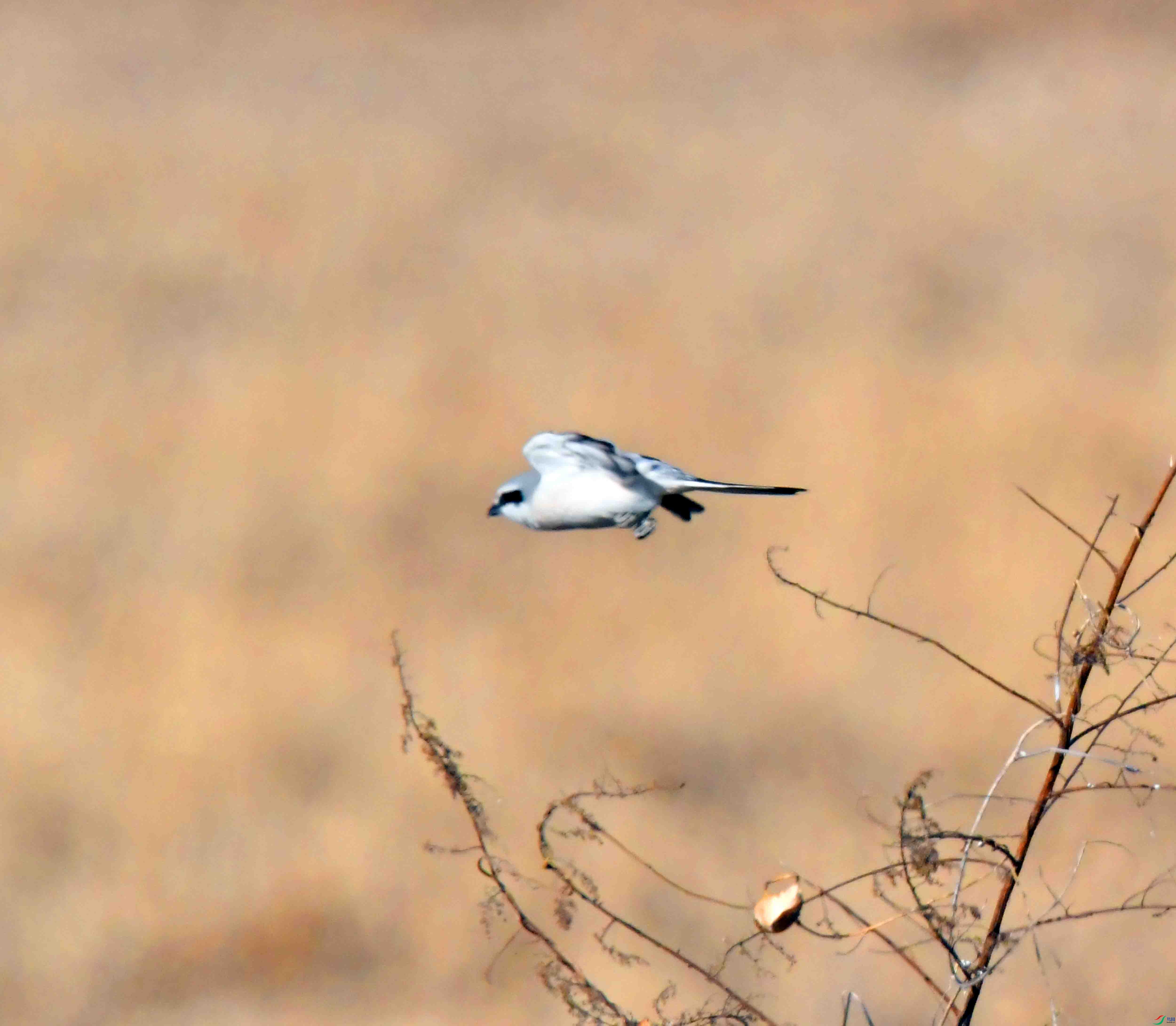DSC_9695.JPG