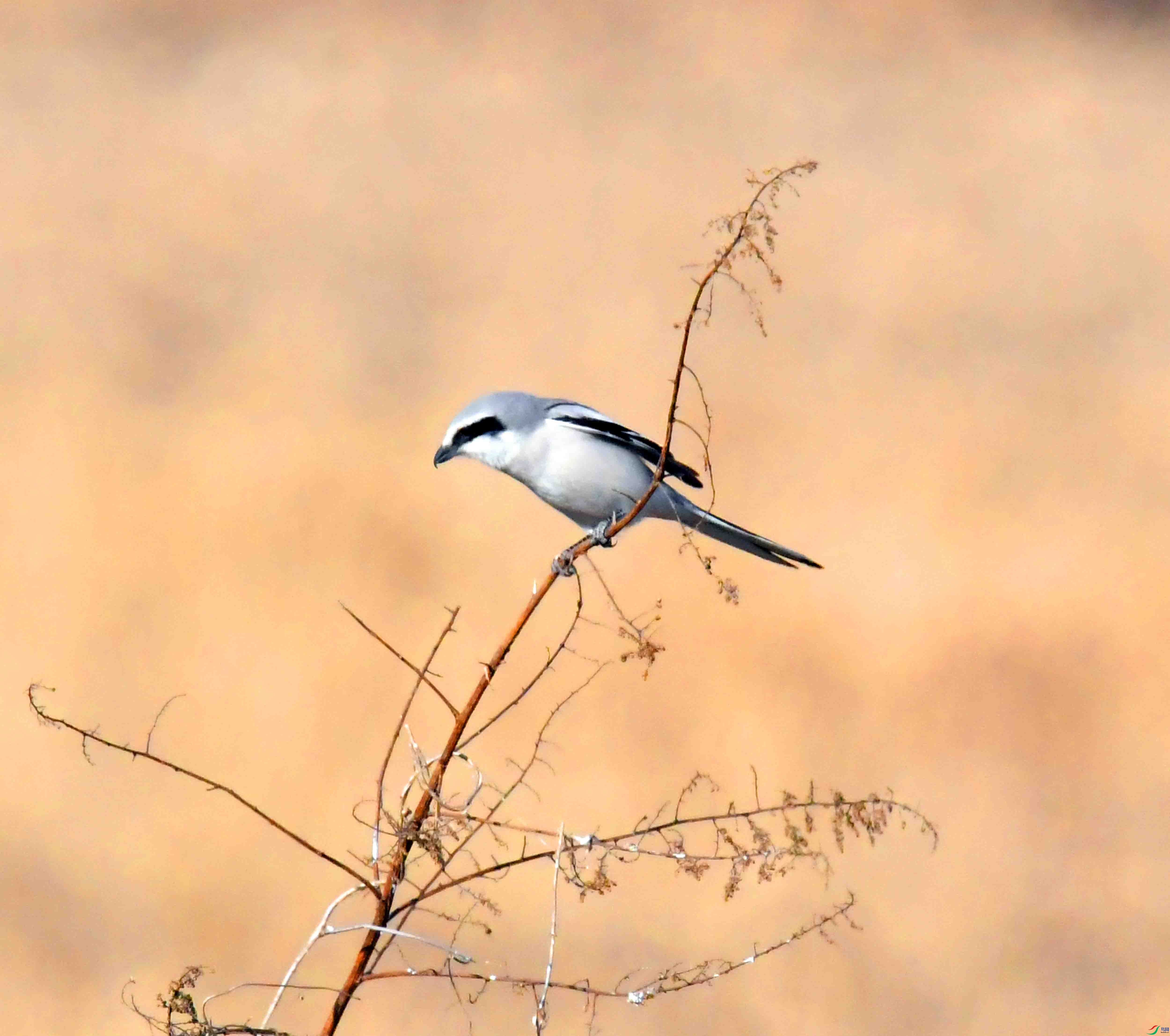DSC_9694.JPG