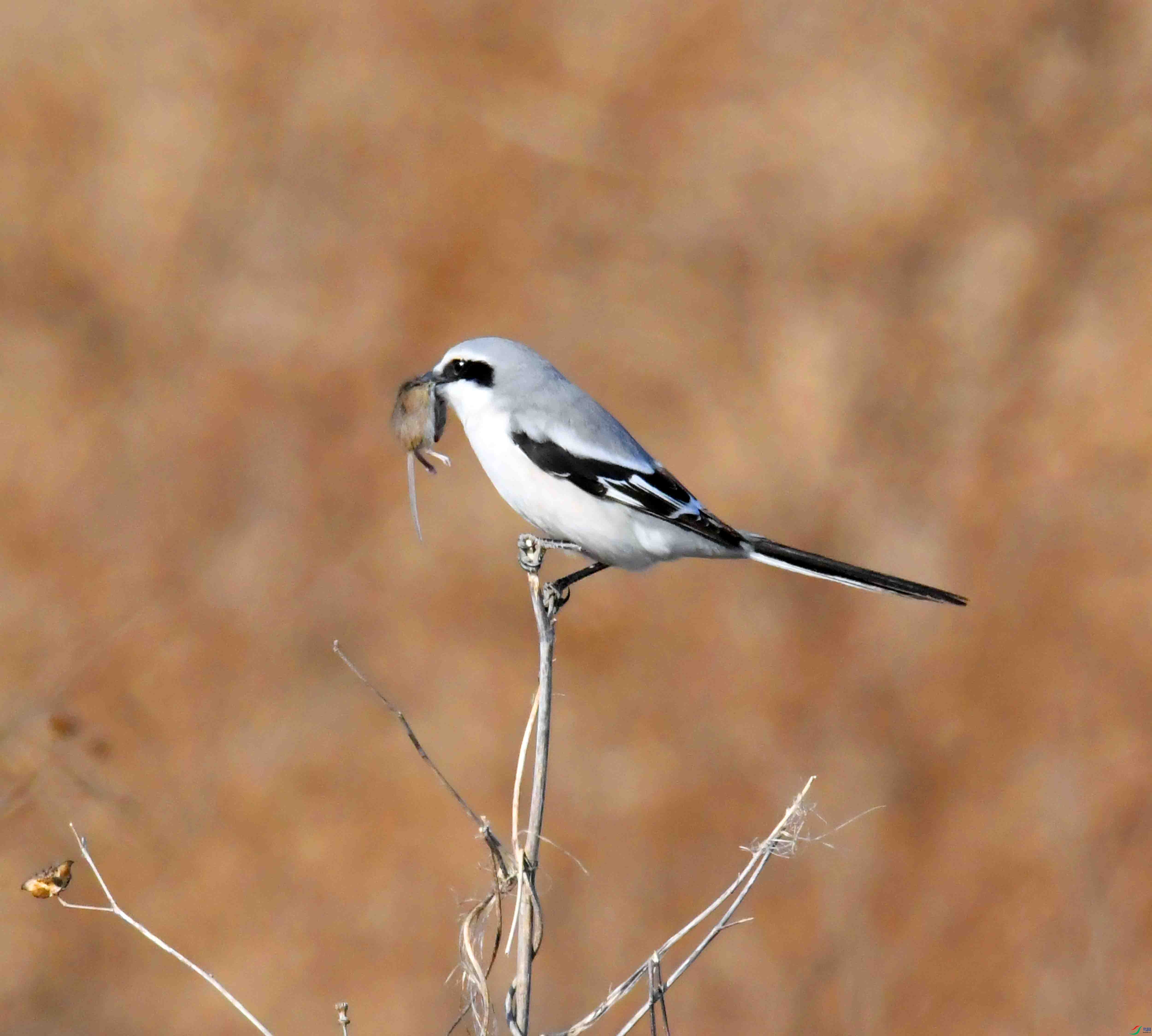 DSC_9937.JPG