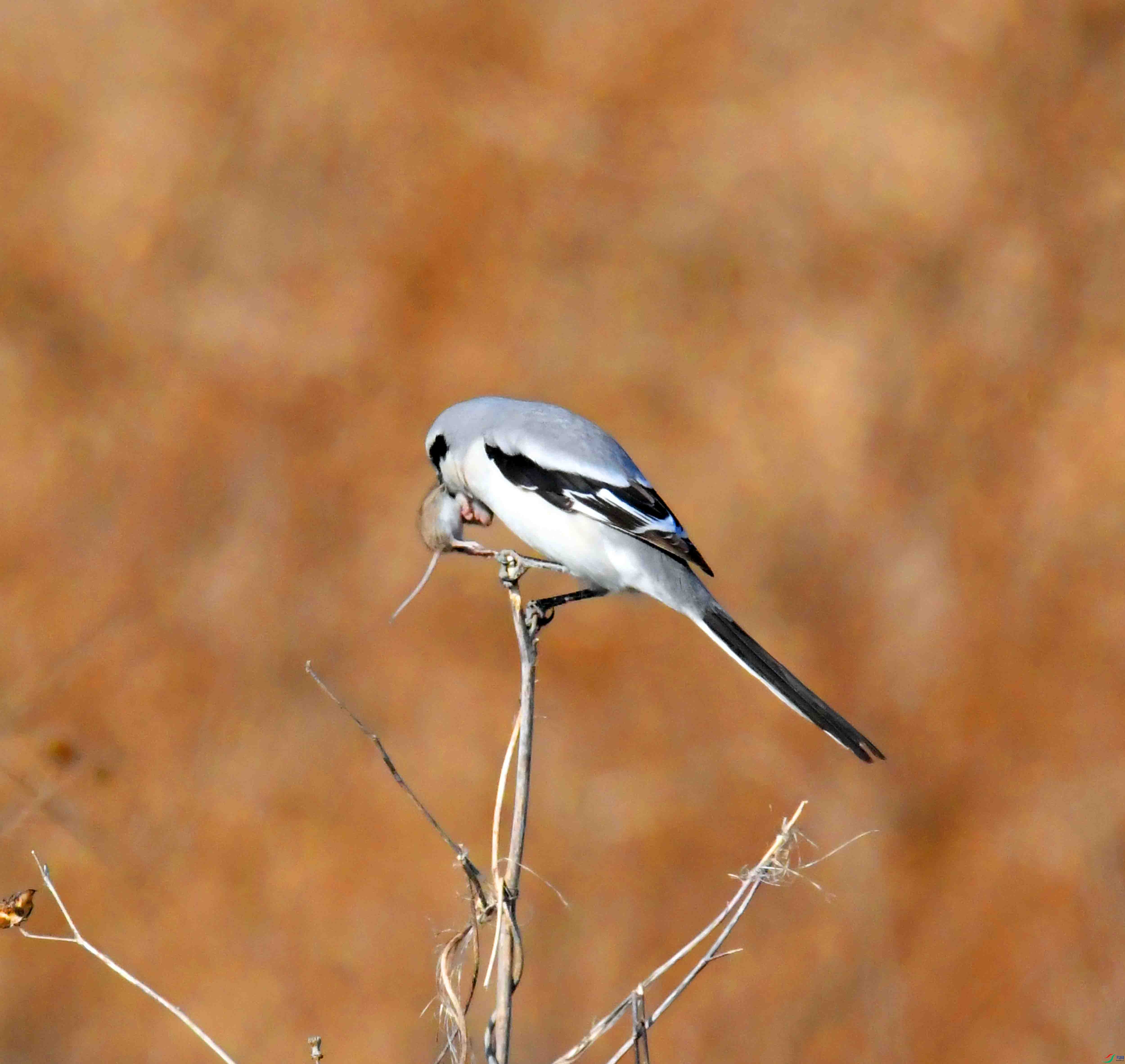 DSC_9940.JPG