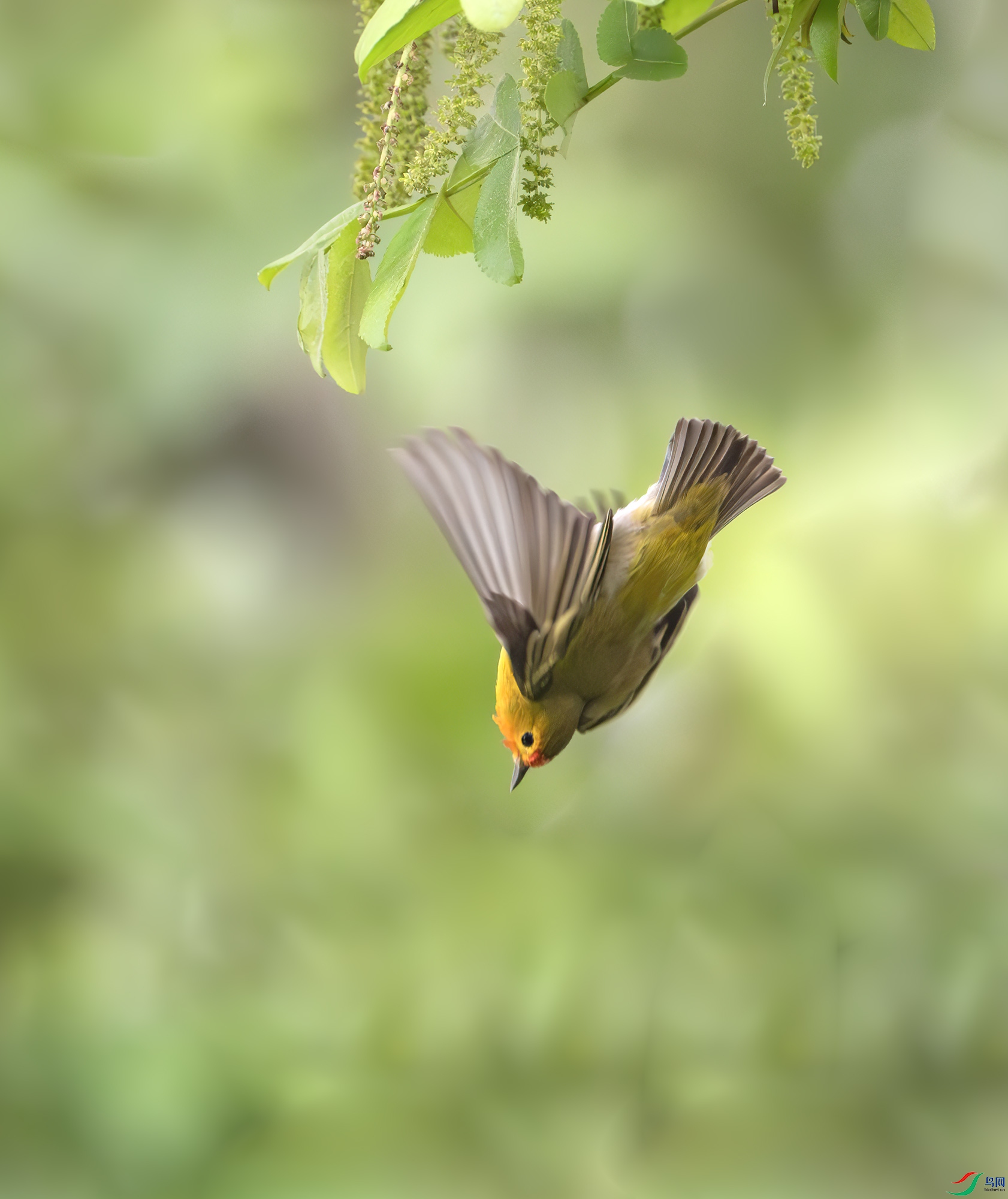 DSC_9754-����ǿ-NR ����.jpg
