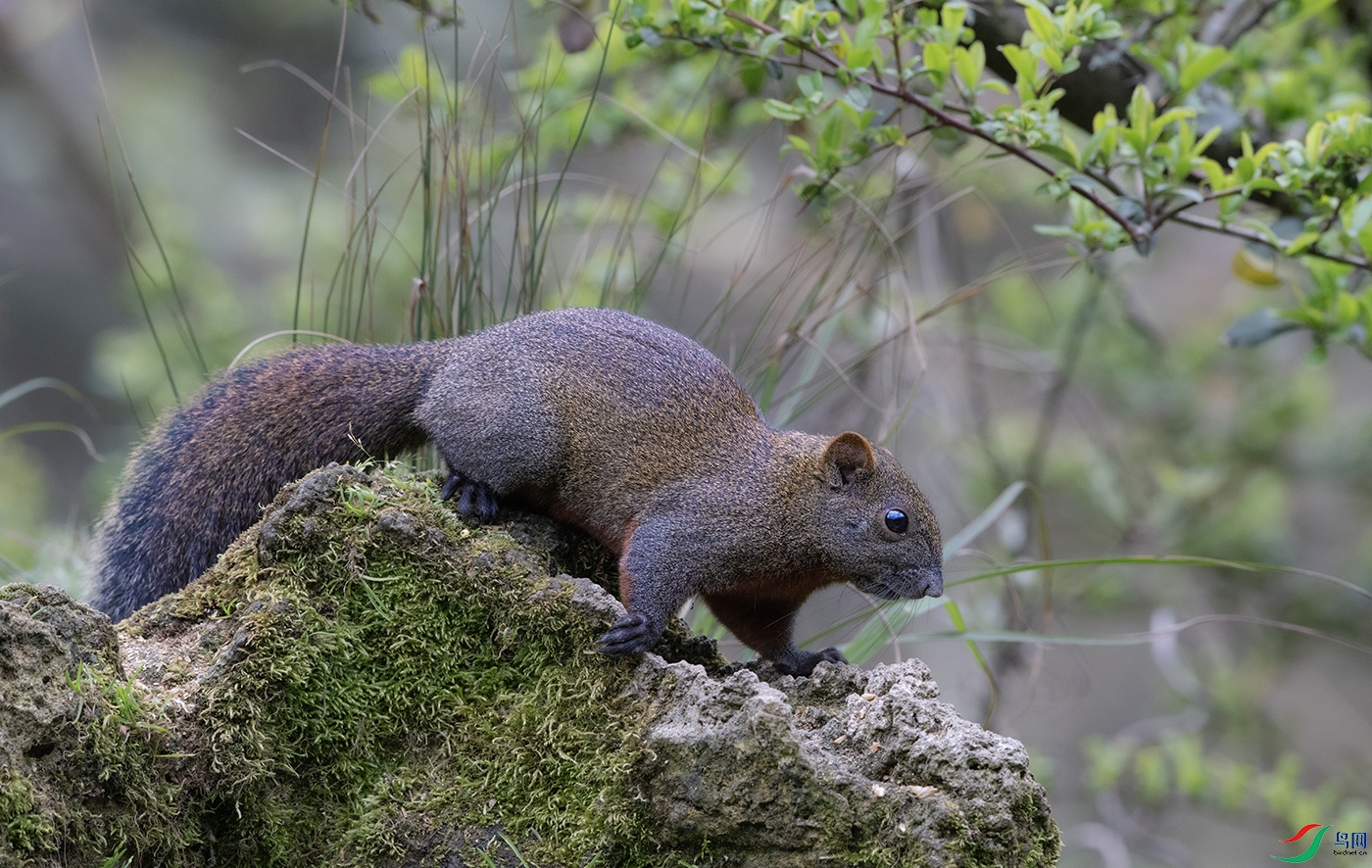 DSC_11951.jpg