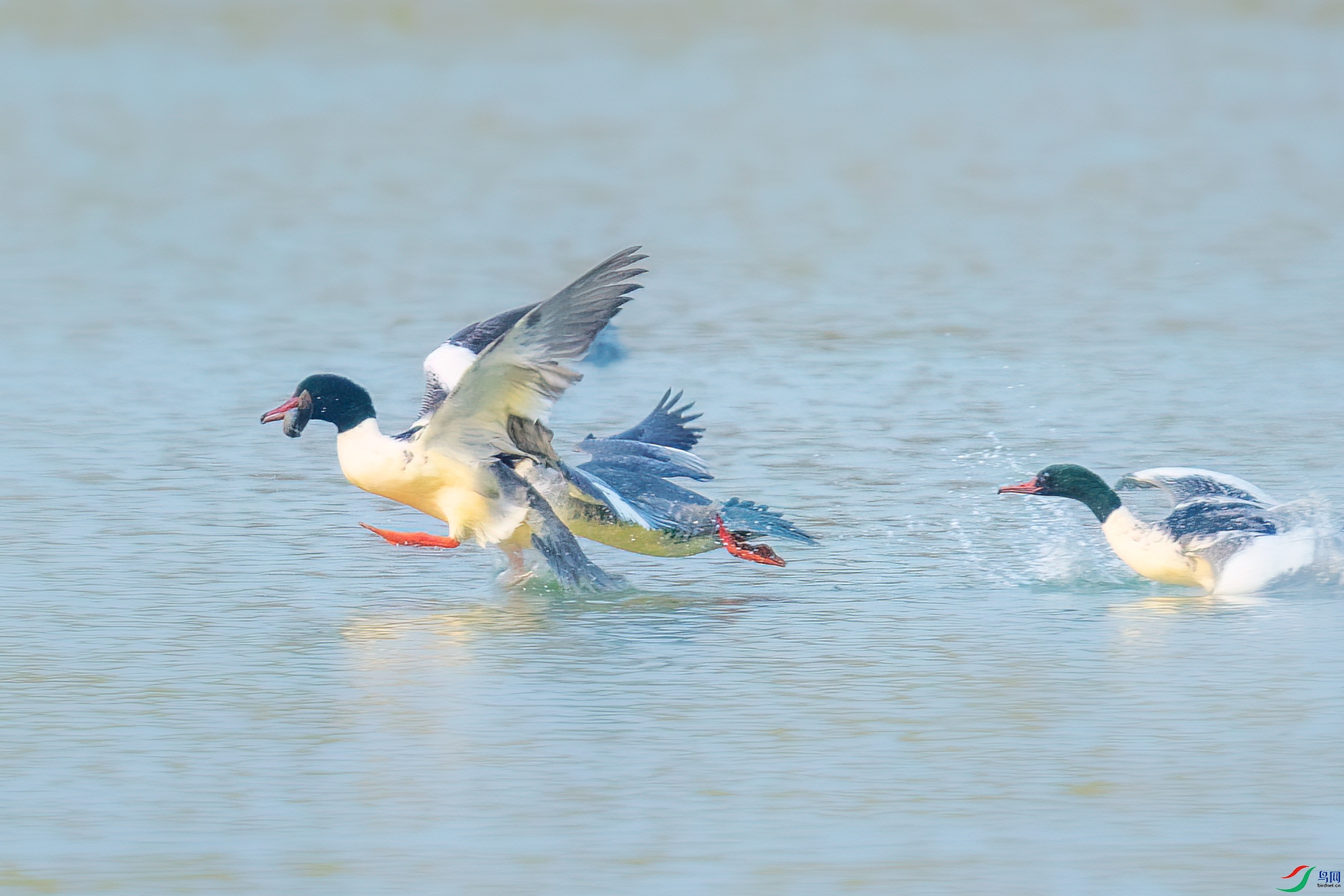 DSC_6730.jpg