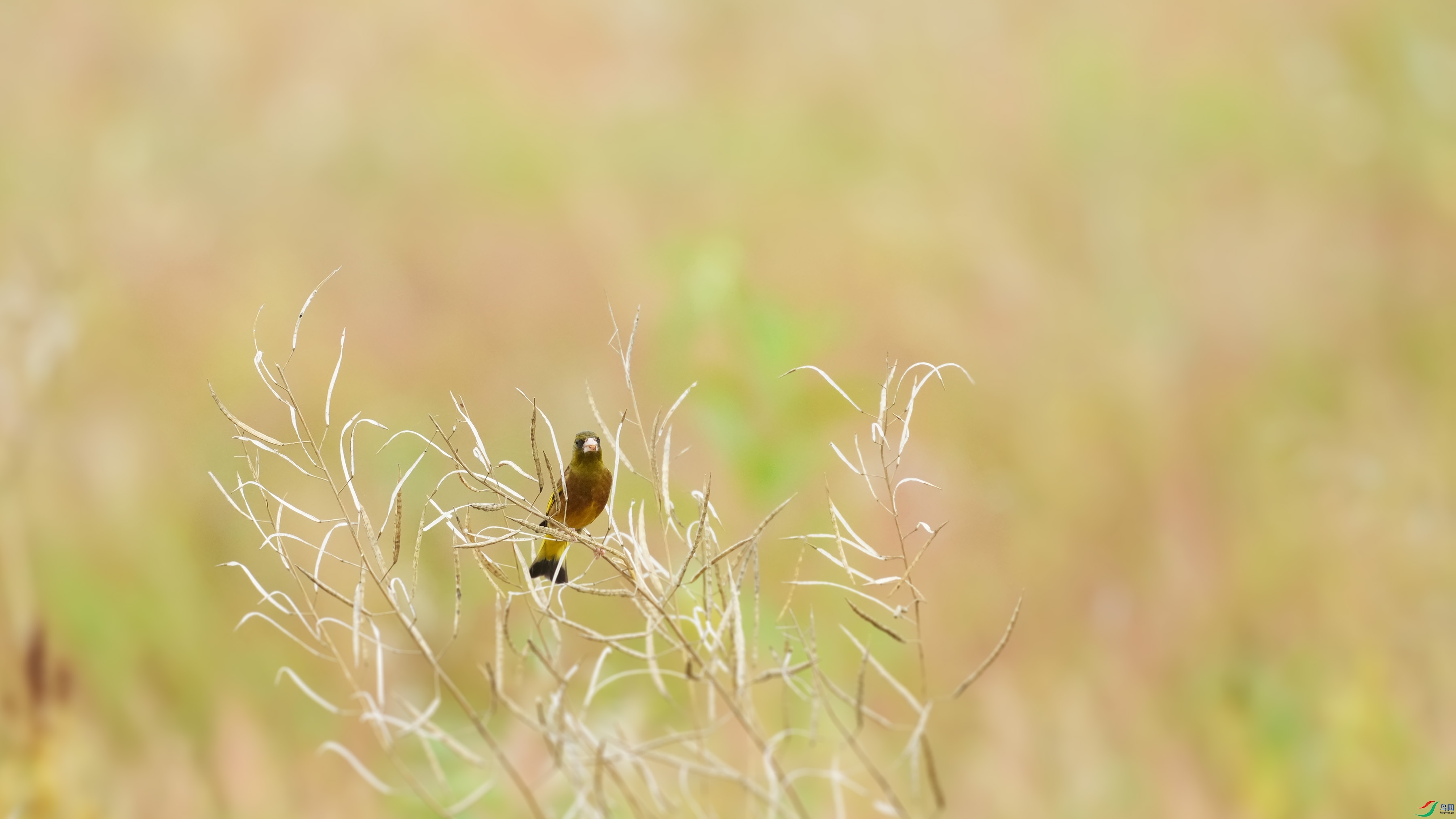 DSC03105 ����.jpg