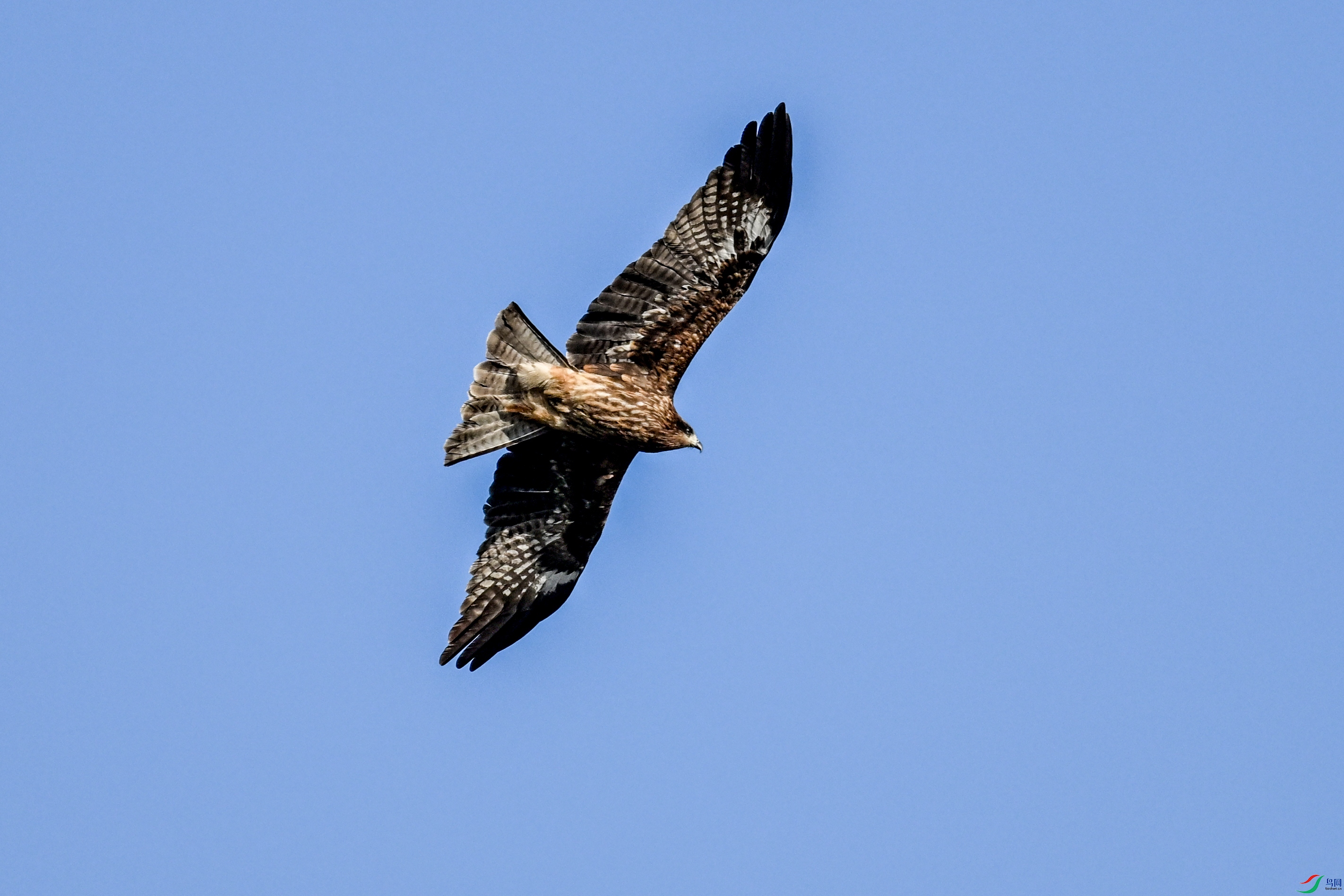 DSC_8519.JPG