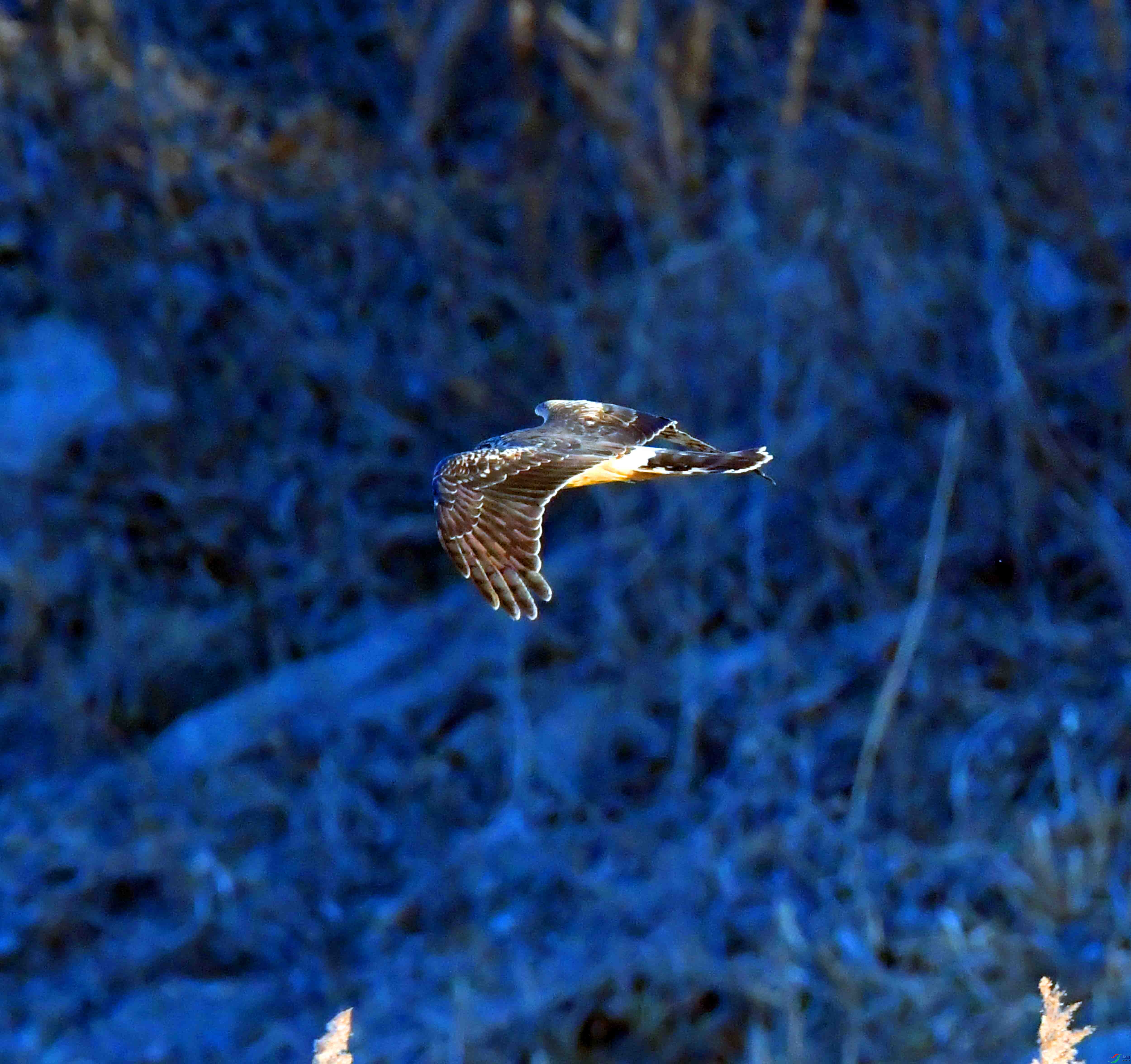 DSC_0119.JPG