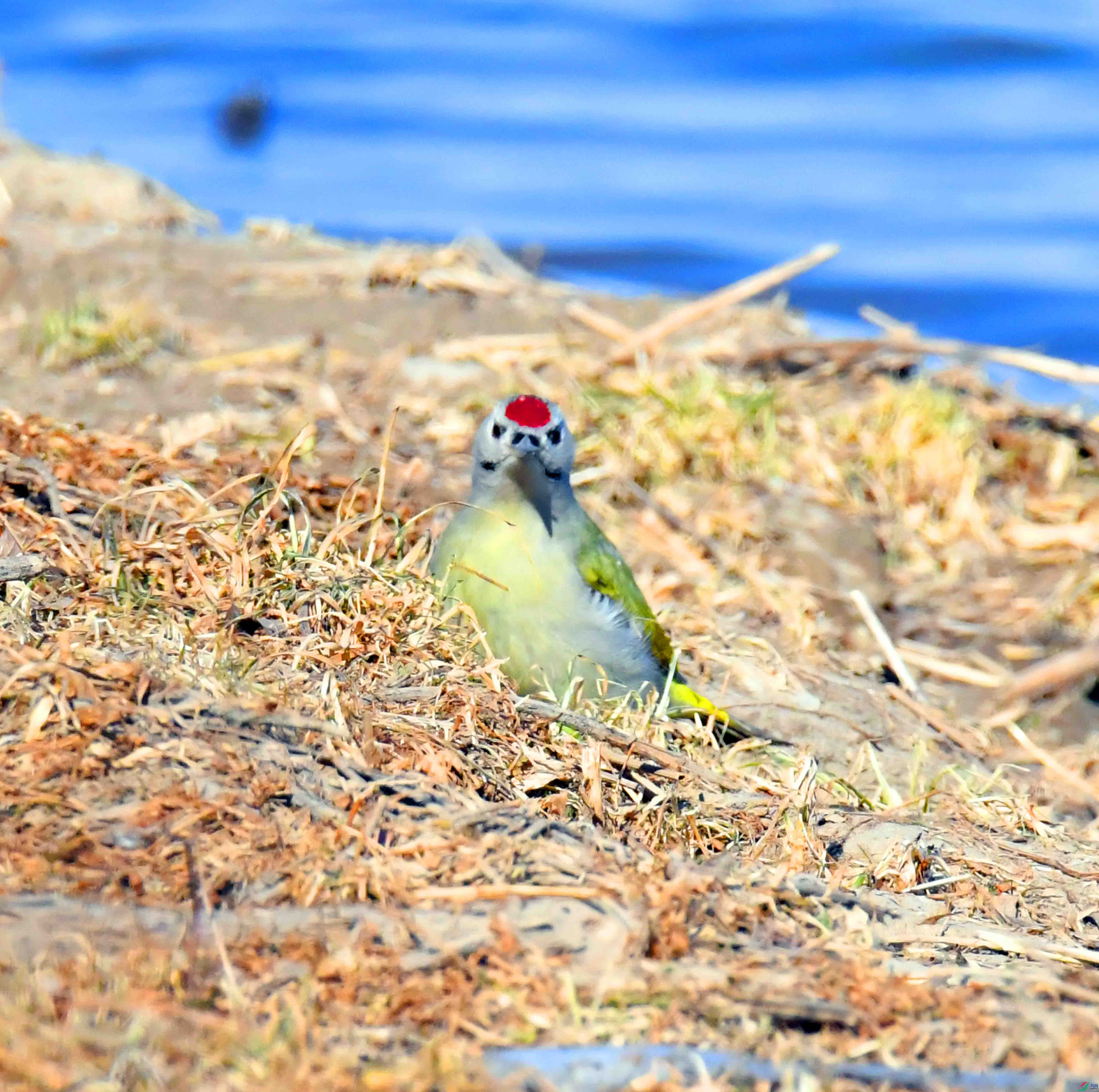 DSC_1611.JPG
