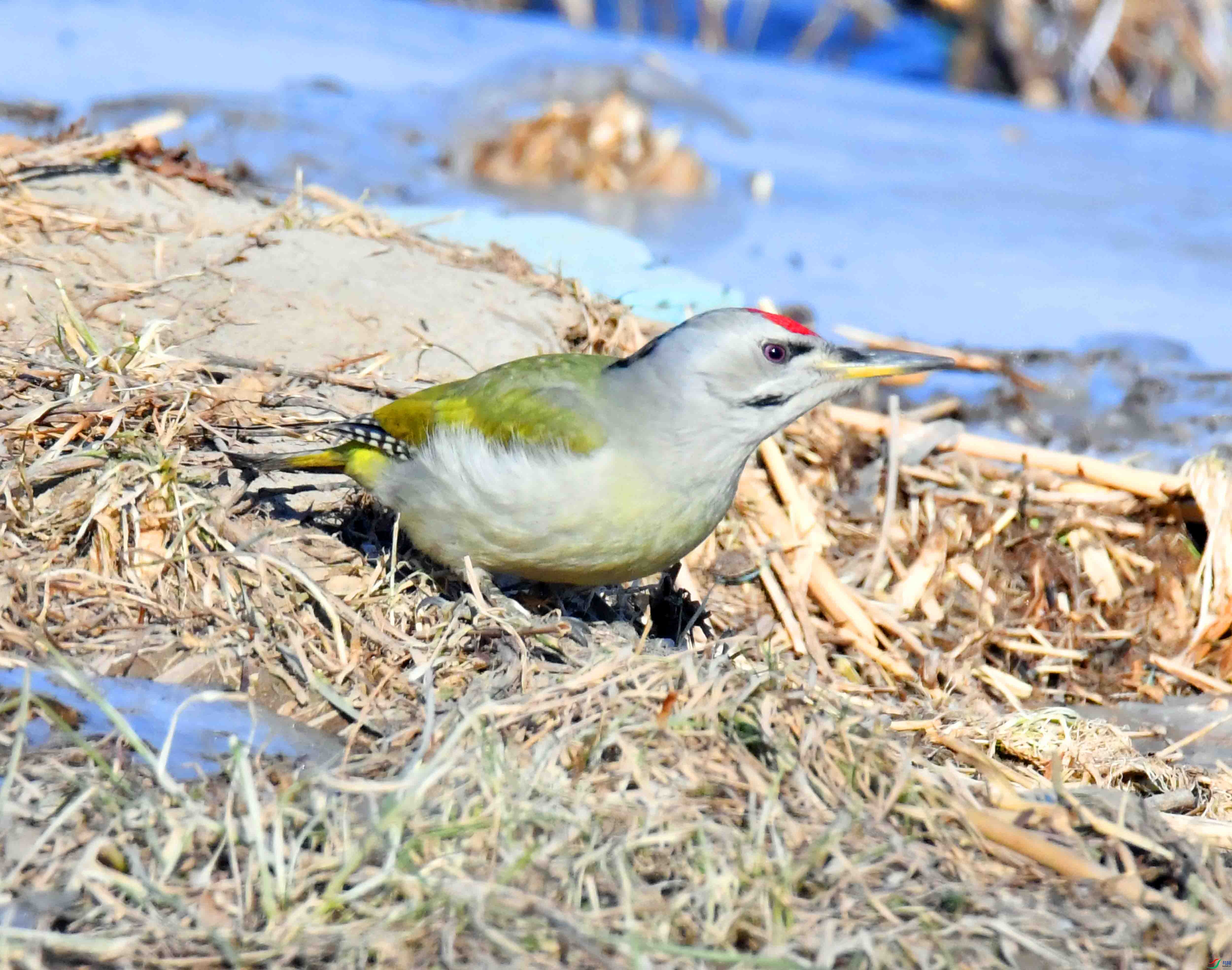 DSC_1624.JPG