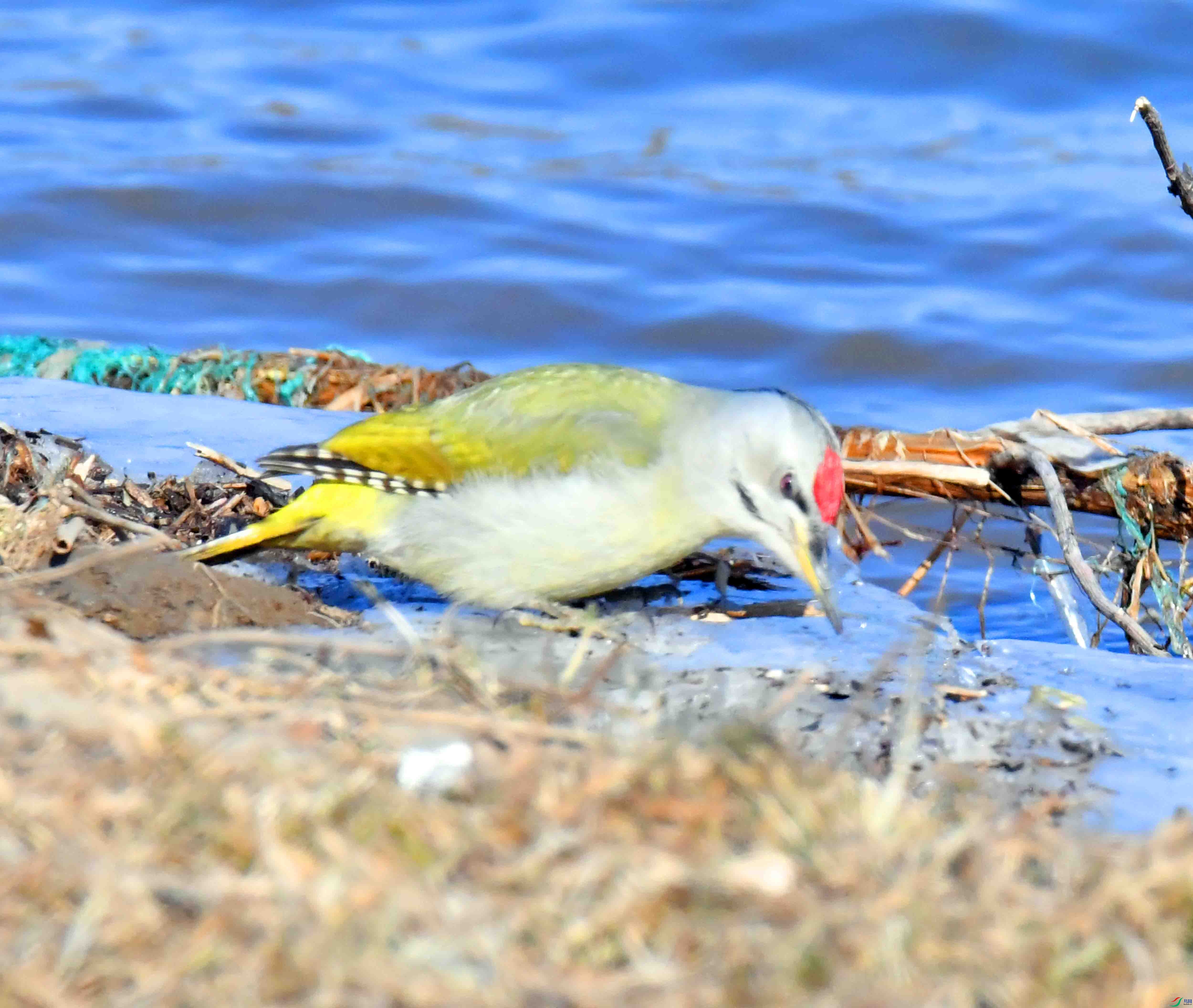 DSC_1701.JPG