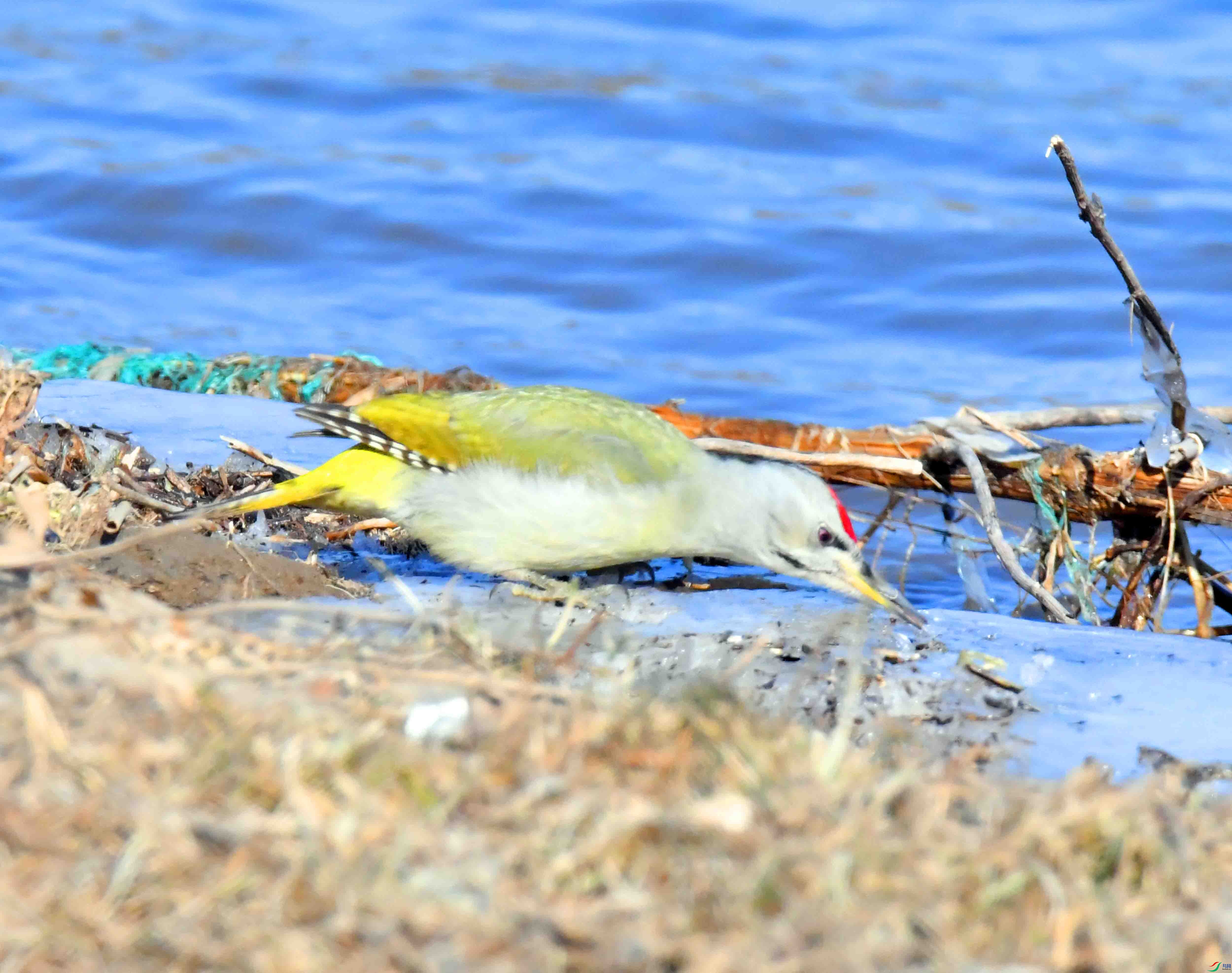 DSC_1700.JPG