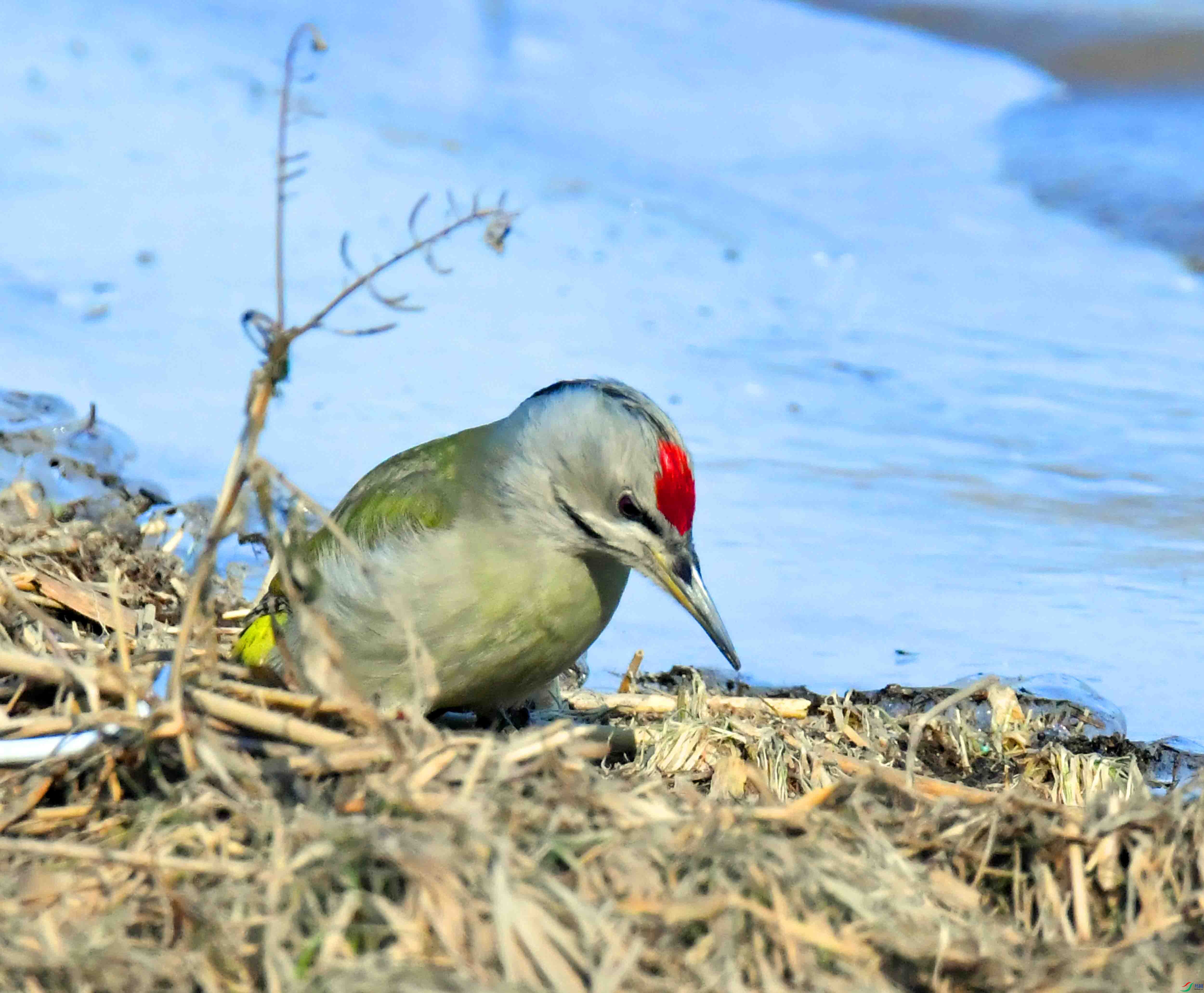 DSC_1726.JPG